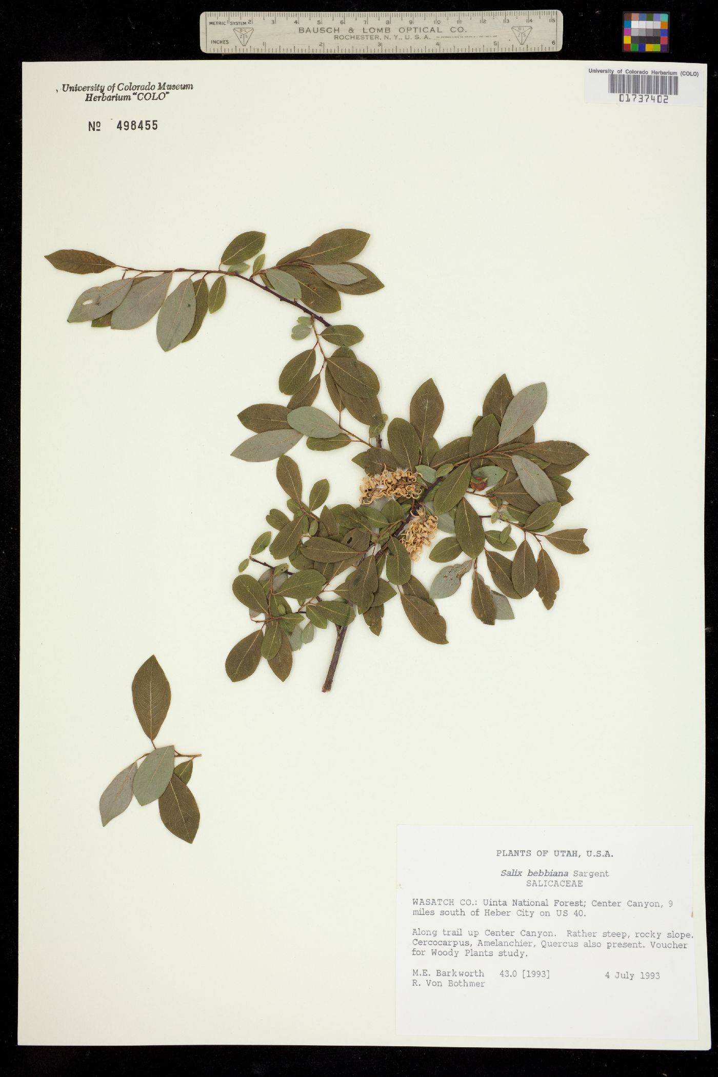 Salix bebbiana image