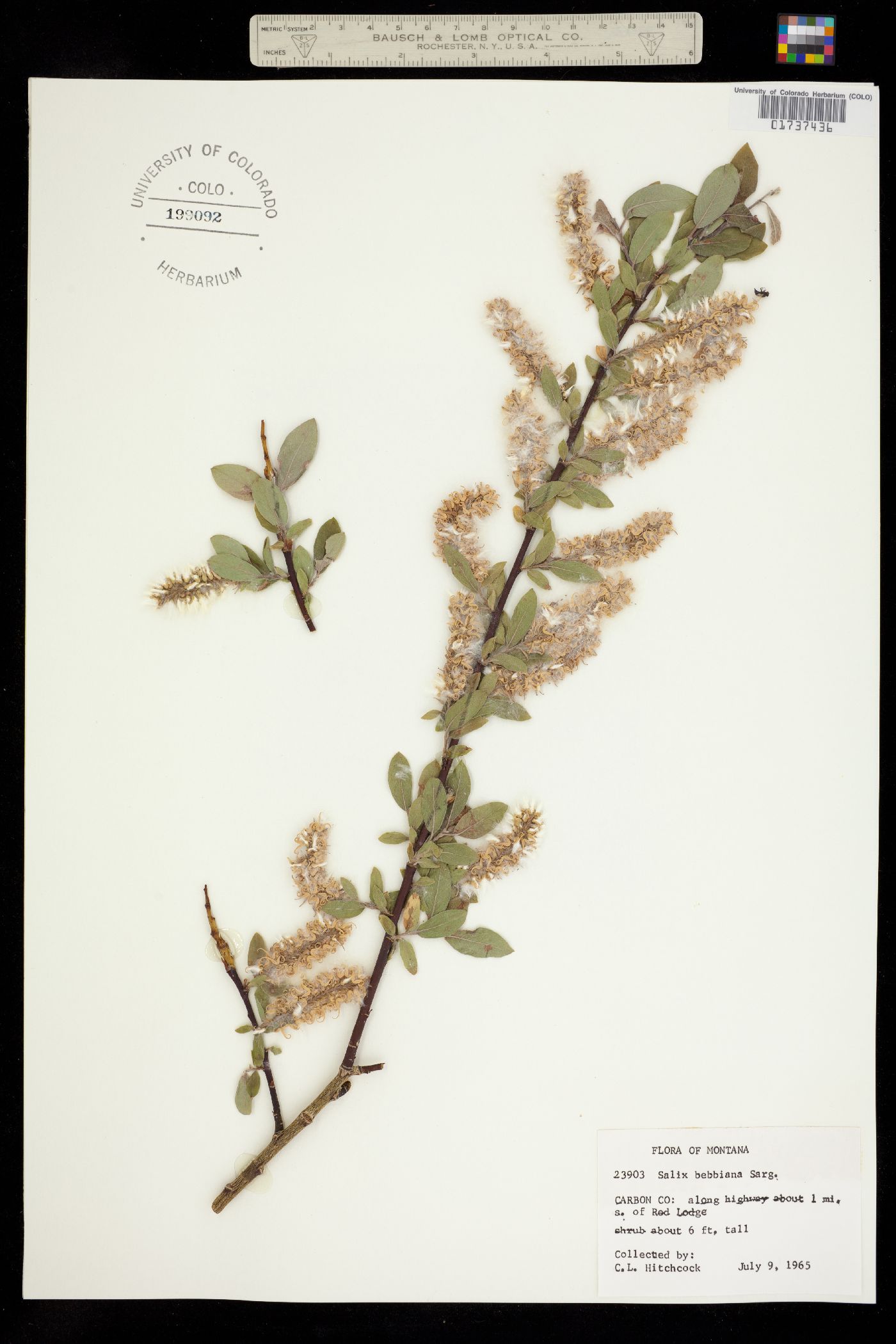 Salix bebbiana image