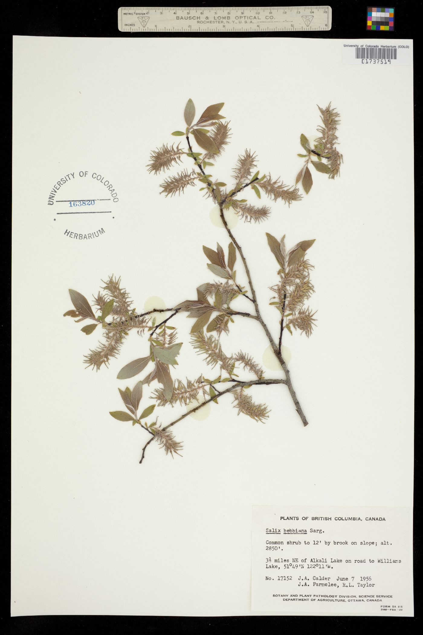 Salix bebbiana image
