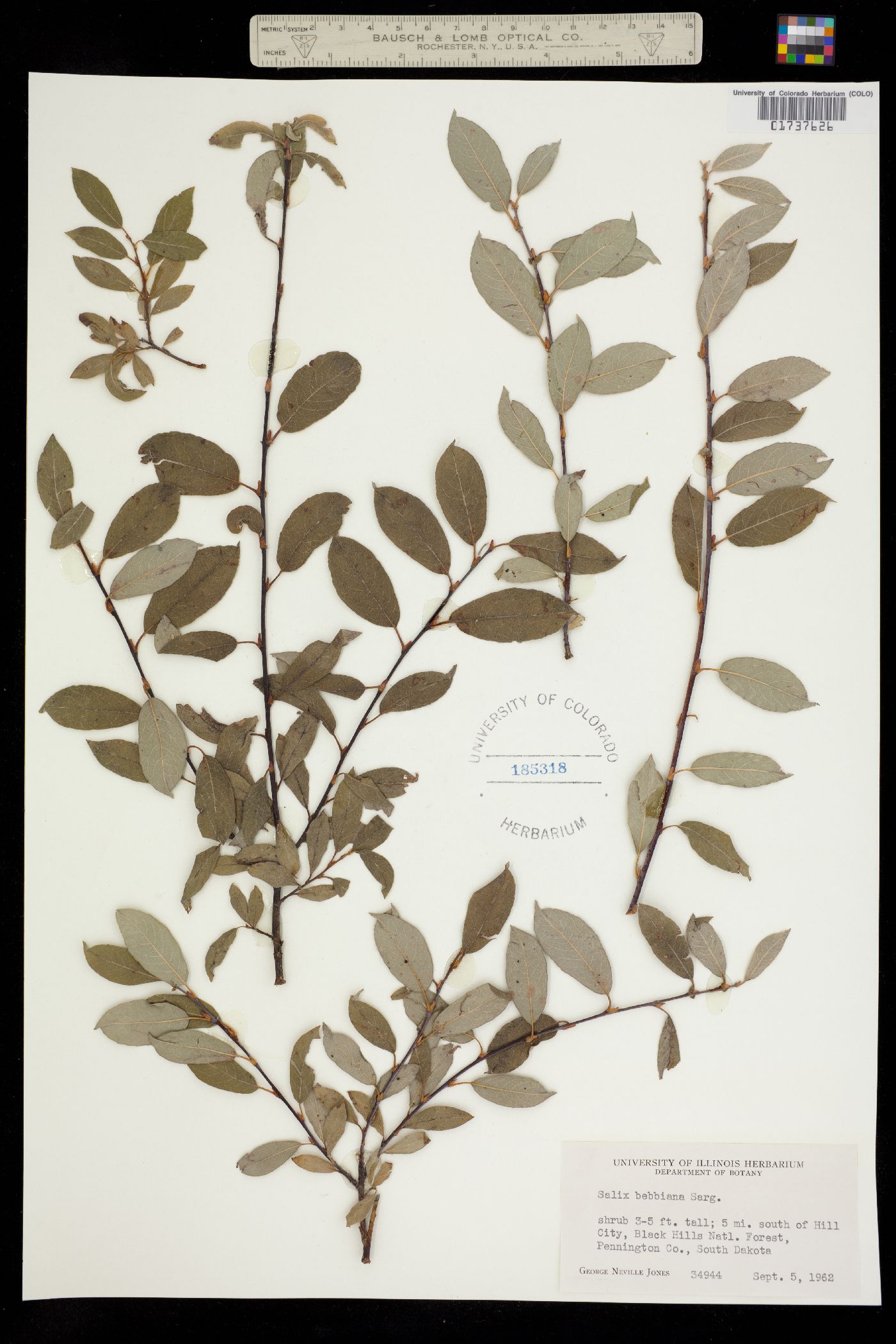 Salix bebbiana image