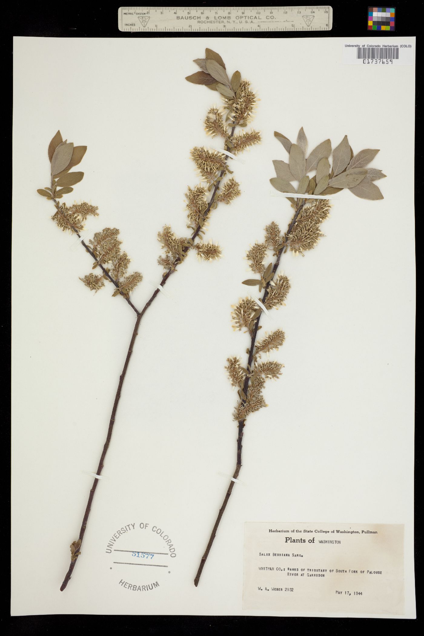 Salix bebbiana image
