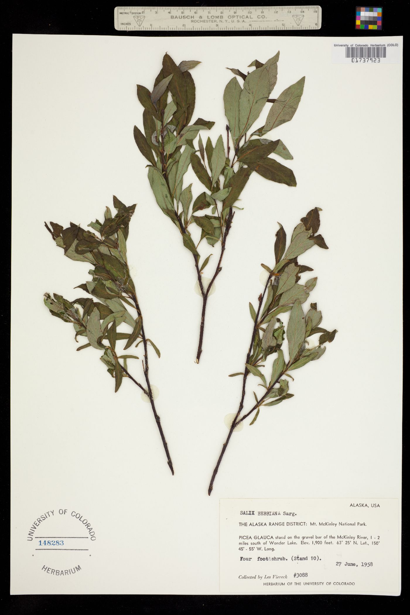 Salix image