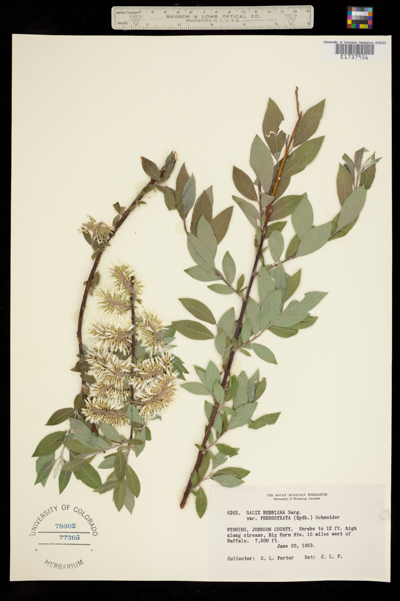 Salix bebbiana image