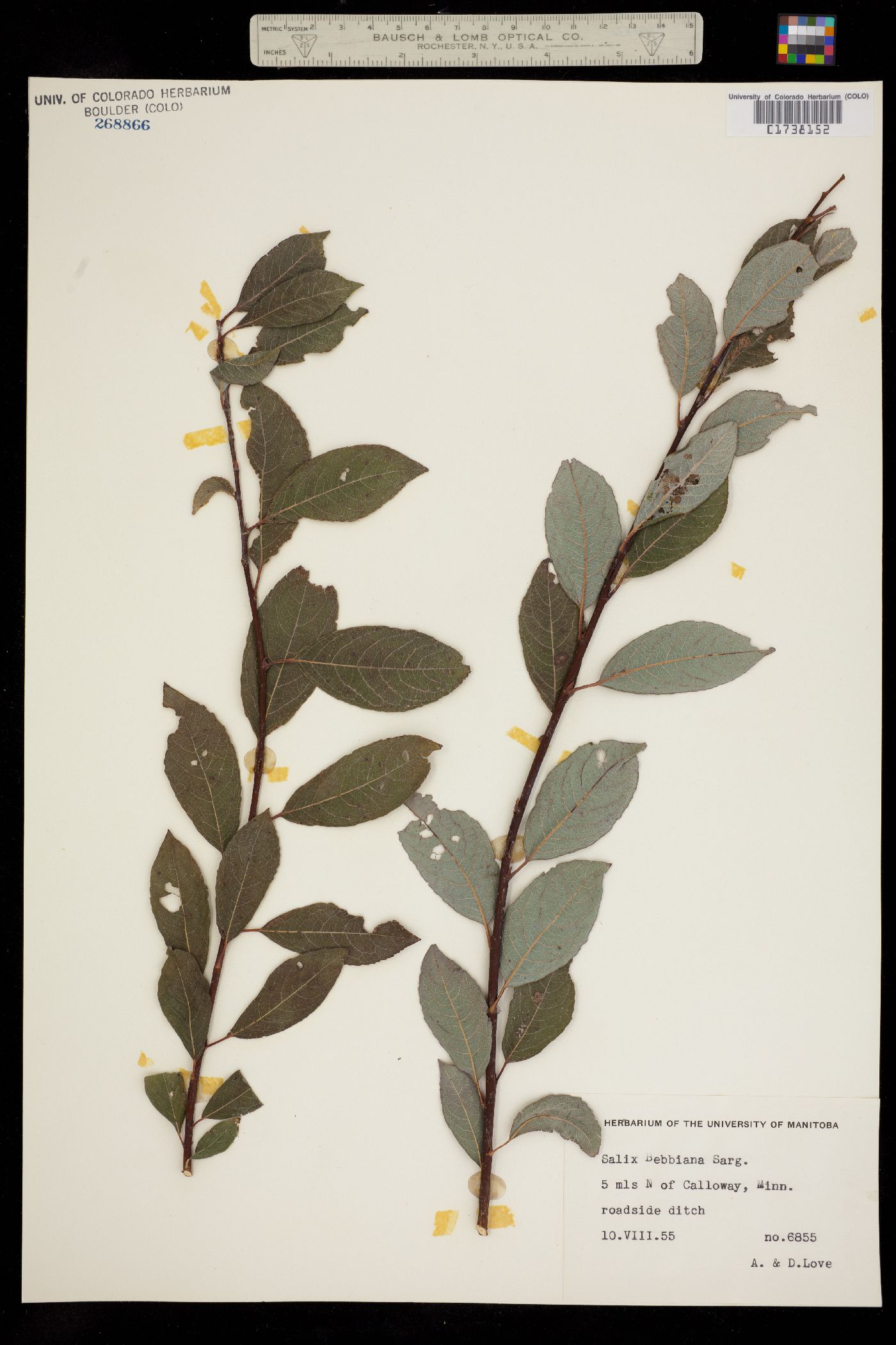 Salix bebbiana image