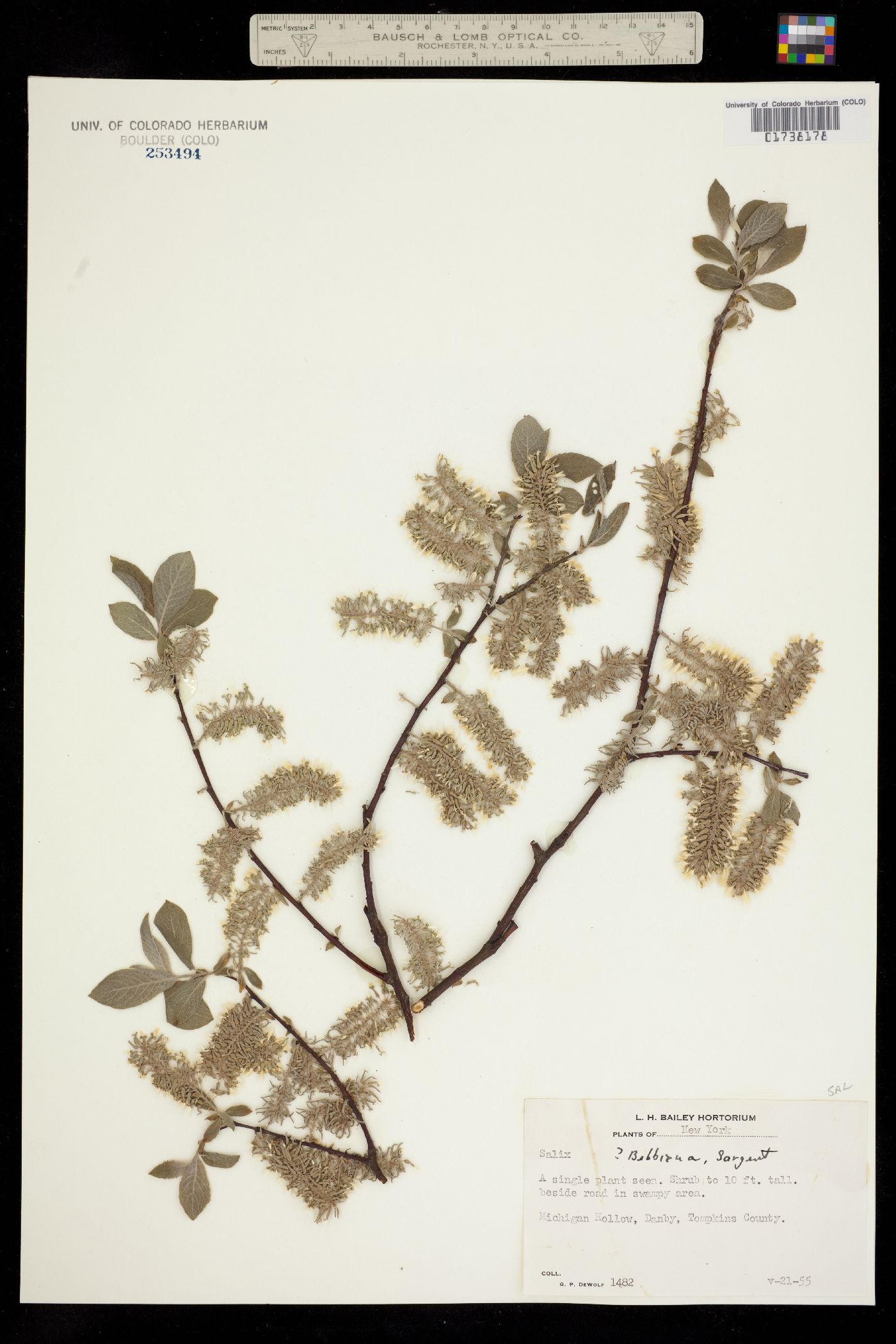Salix bebbiana image