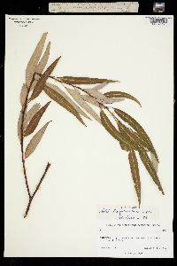 Salix bonplandiana image