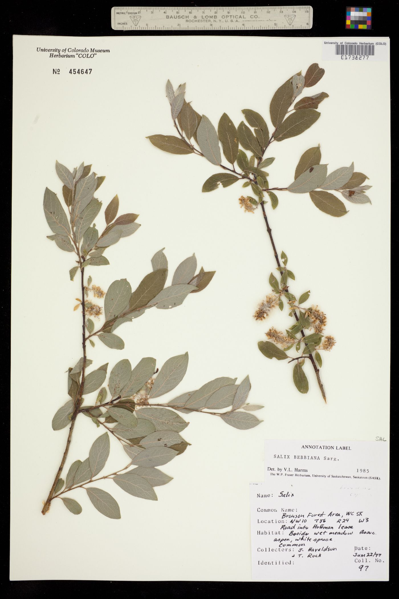 Salix bebbiana image
