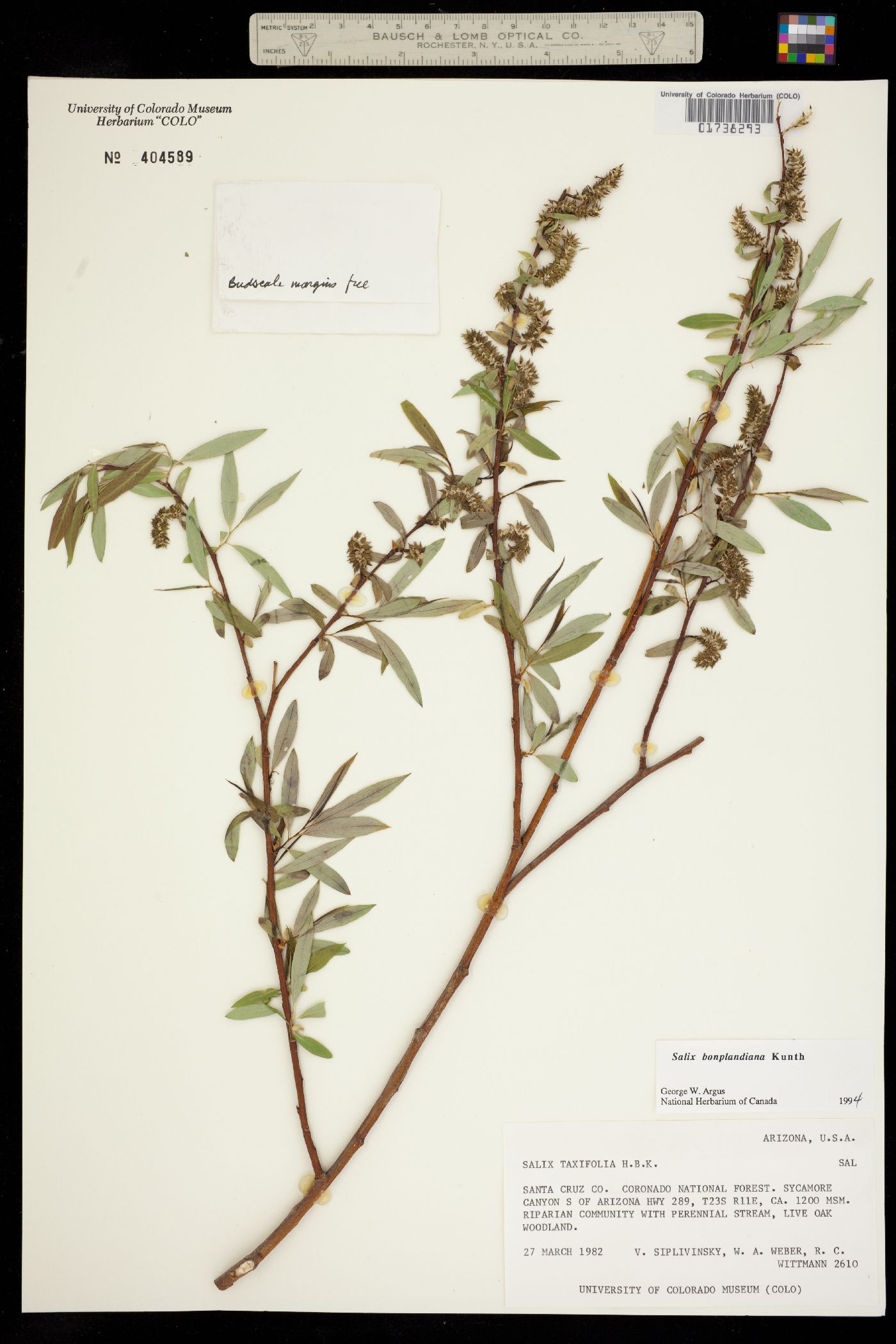 Salix bonplandiana image