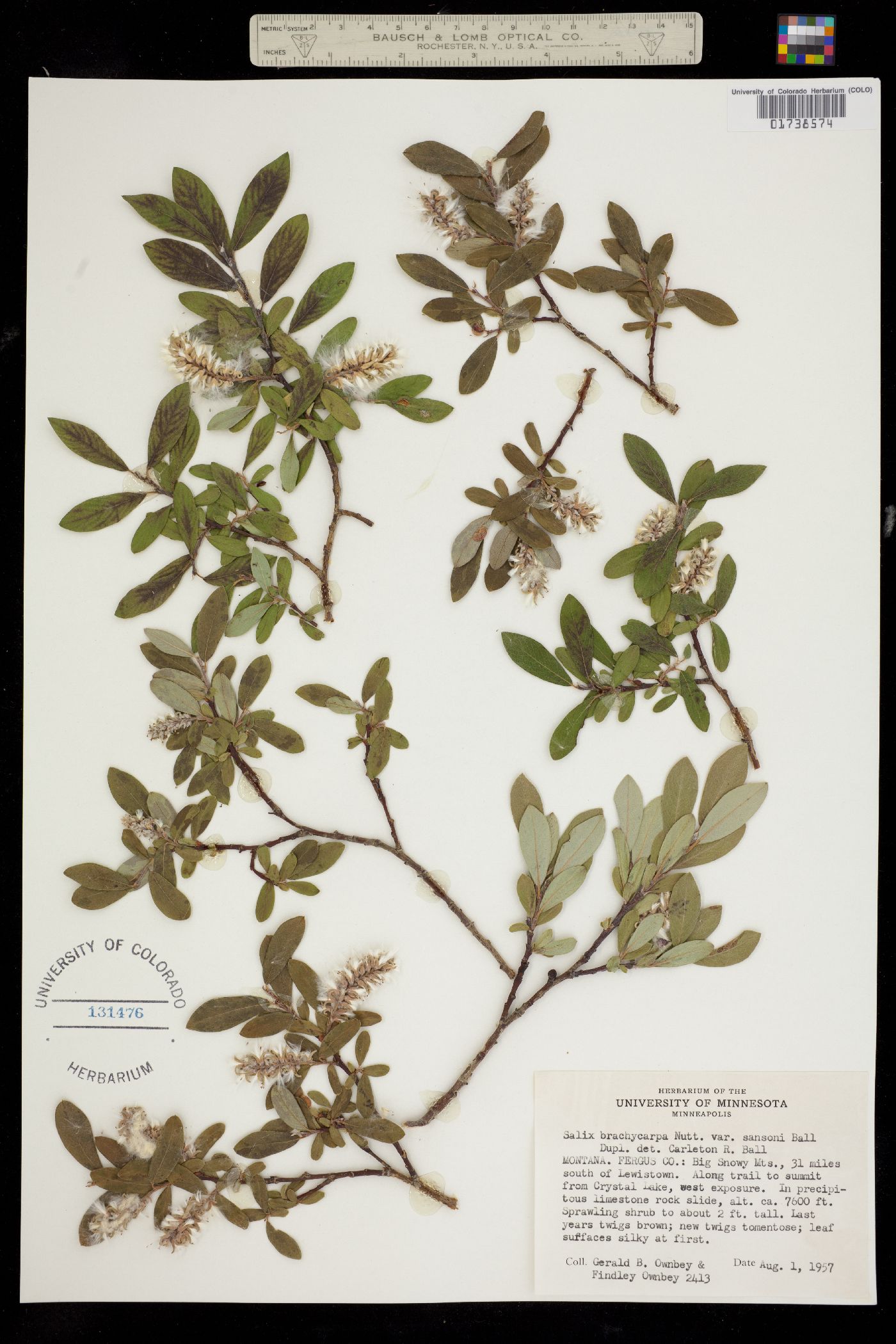 Salix brachycarpa var. brachycarpa image