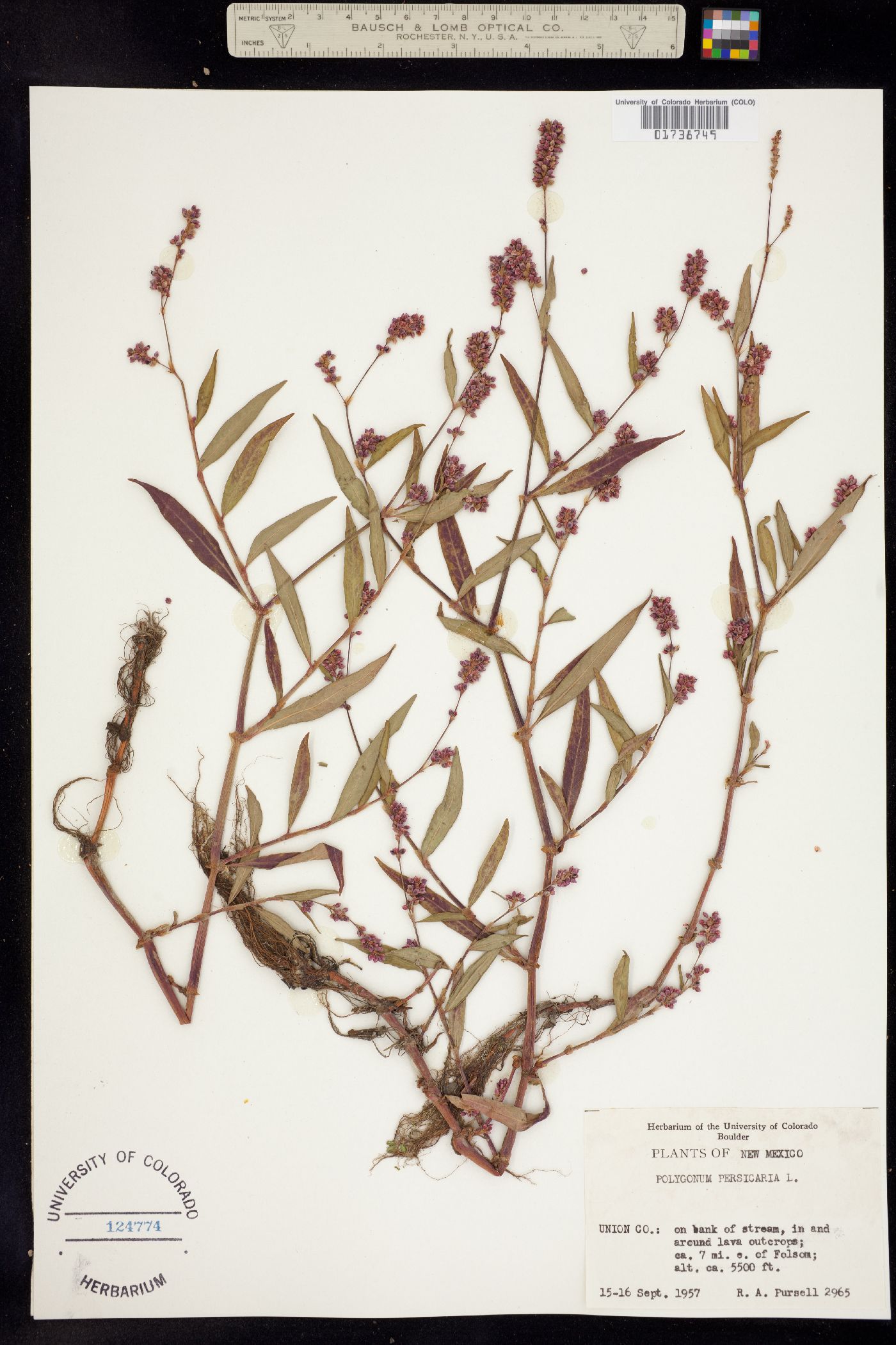 Persicaria pensylvanica image