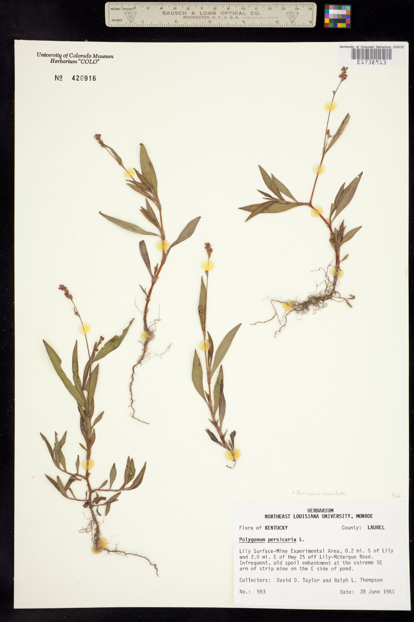 Persicaria maculata image