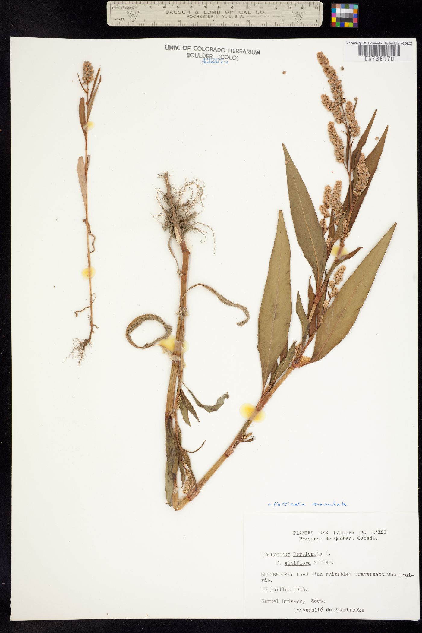 Persicaria maculosa image