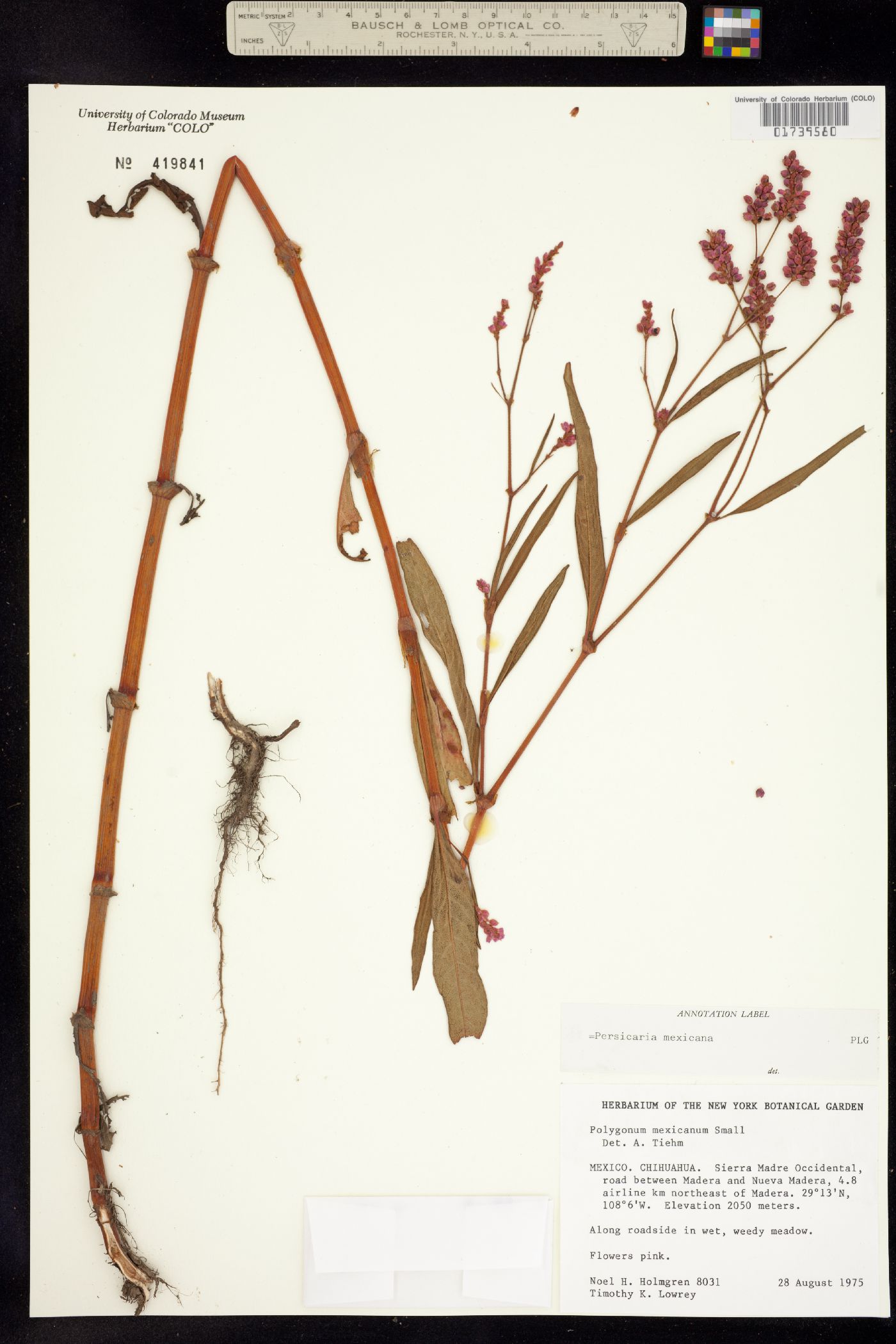 Persicaria segetum image