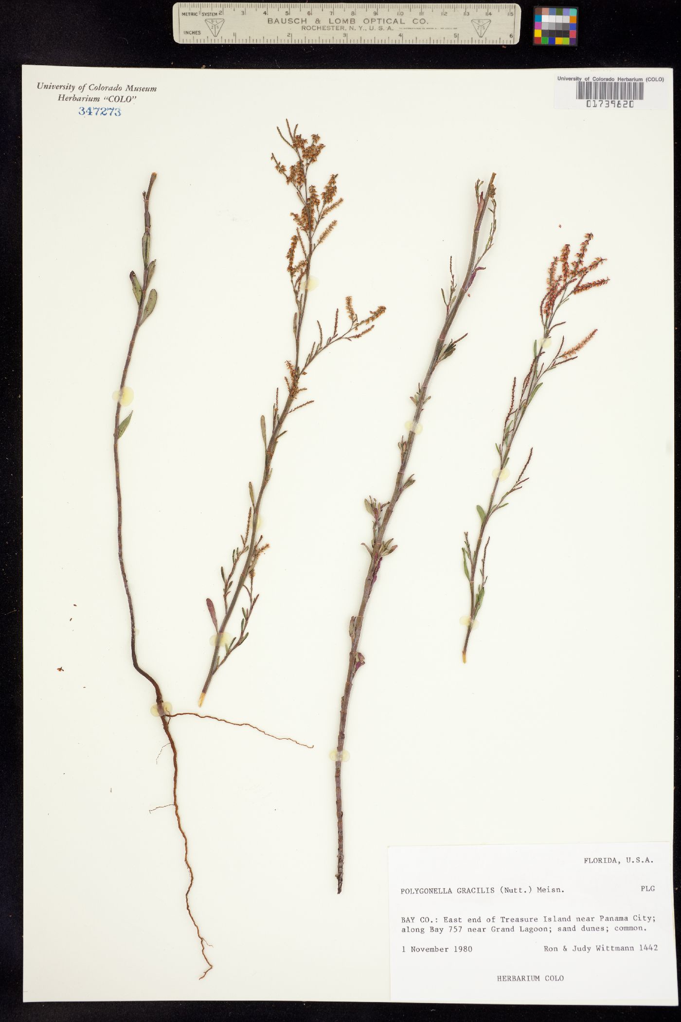 Polygonella gracilis image