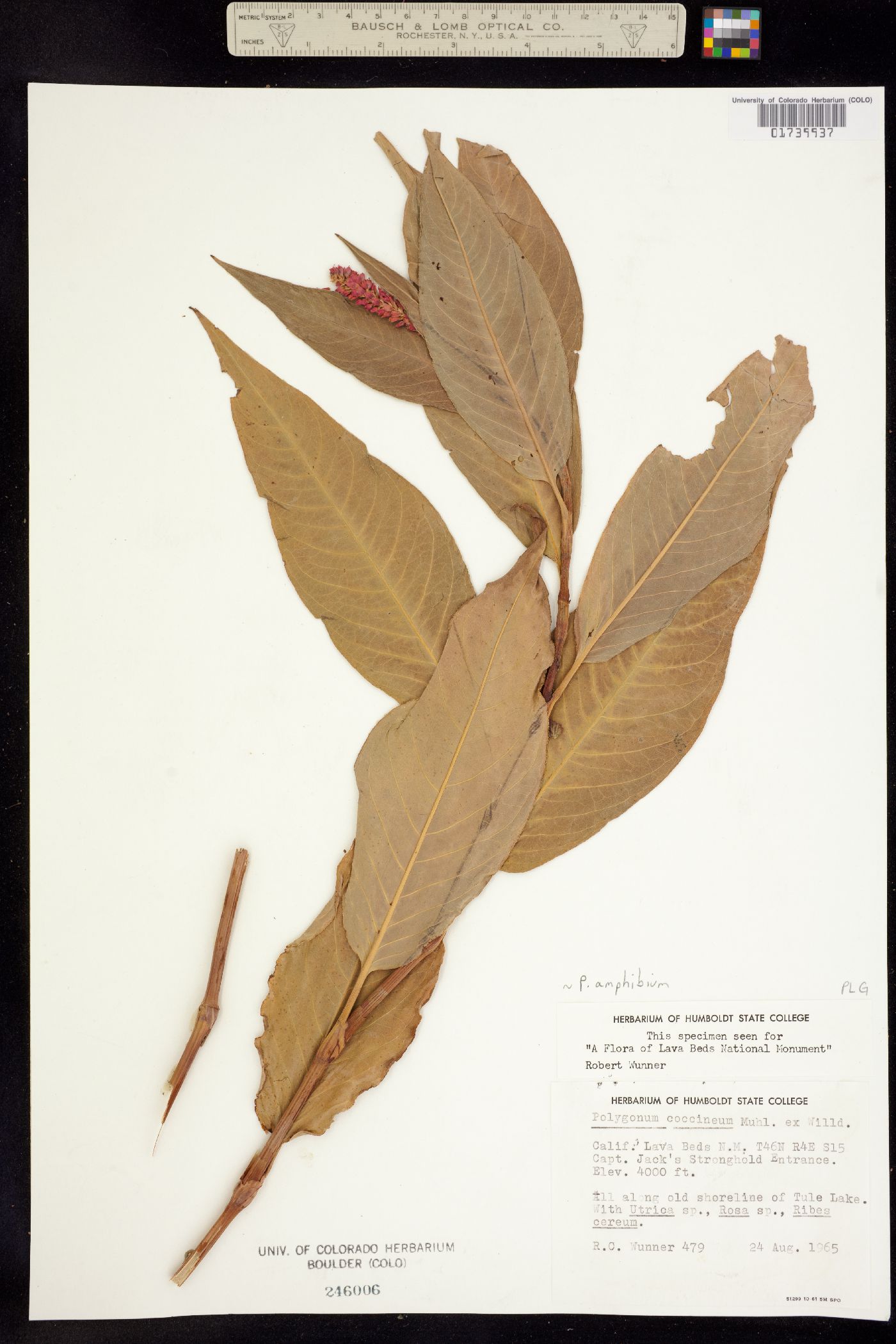 Persicaria amphibia image