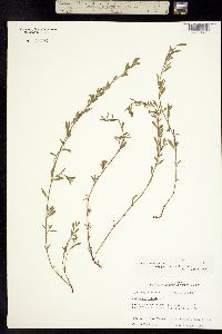 Polygonum aviculare ssp. depressum image