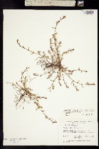 Polygonum aviculare ssp. depressum image
