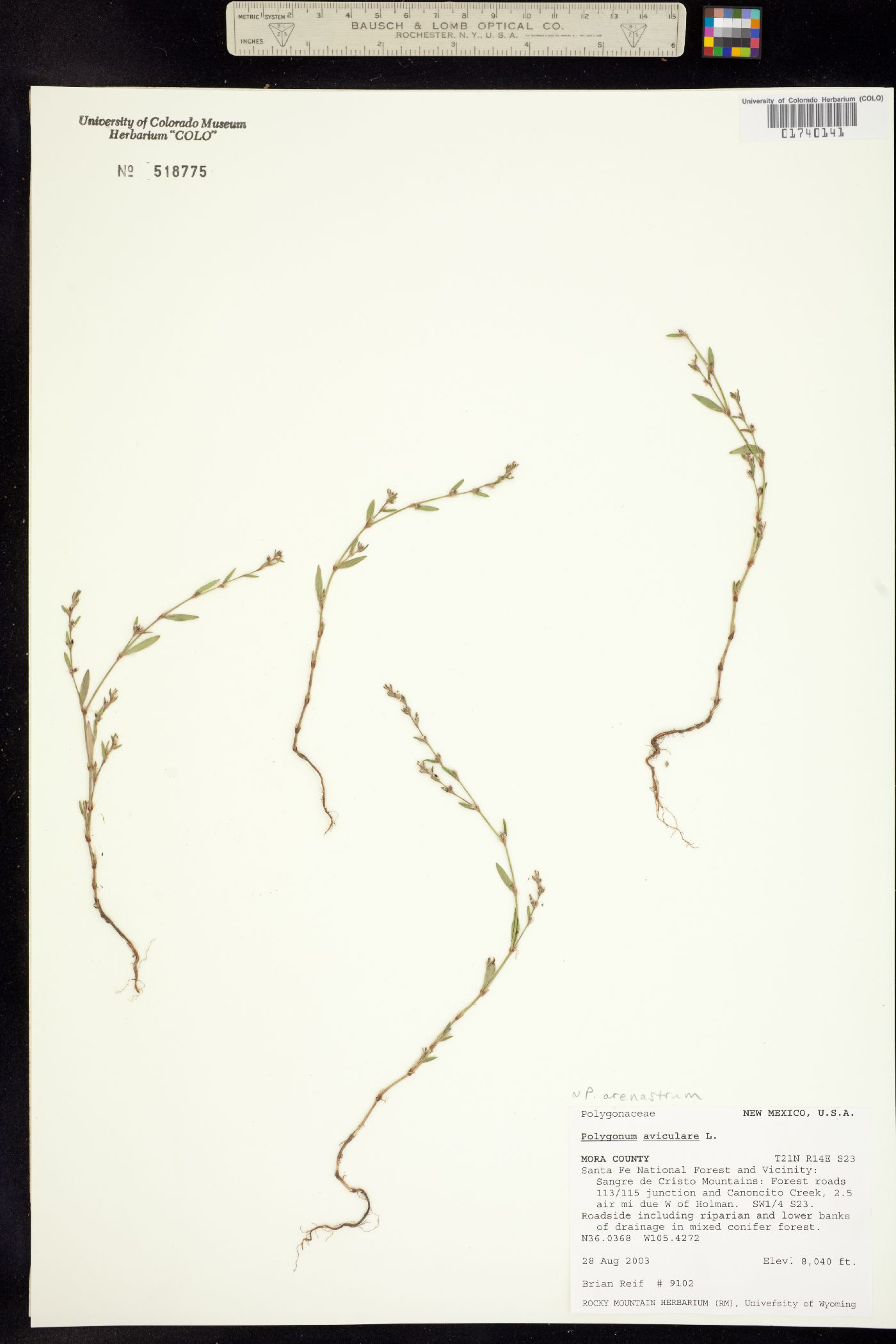 Polygonaceae image
