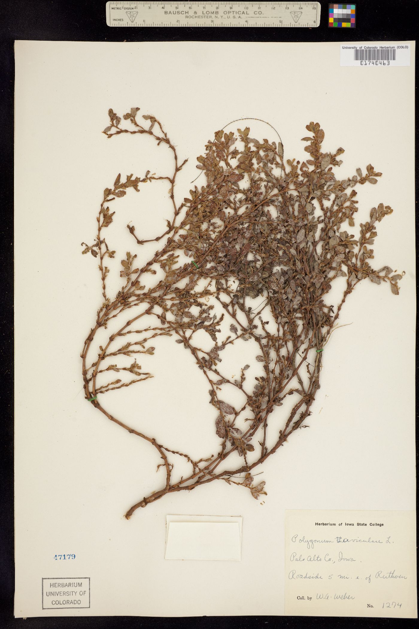 Polygonum arenastrum image