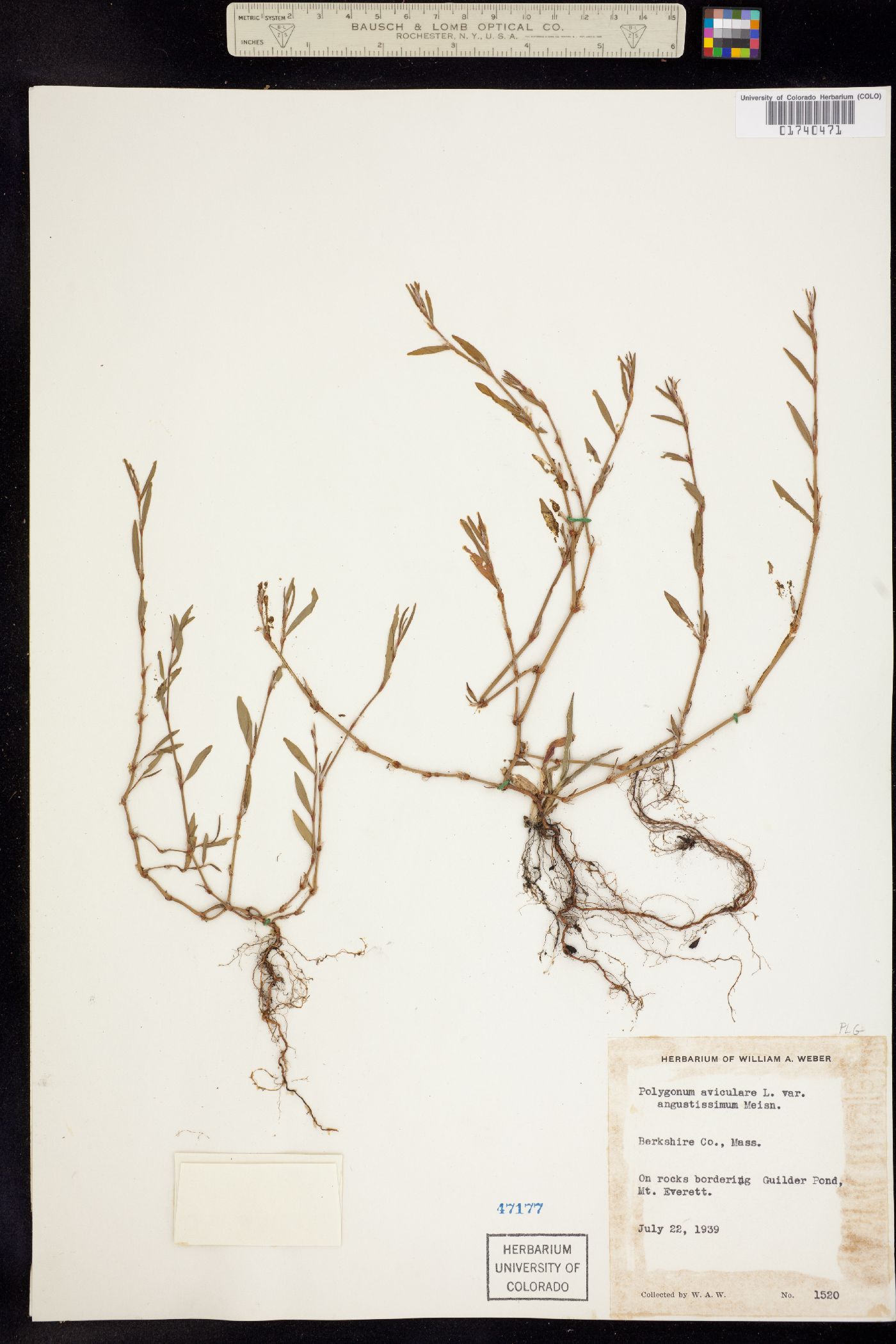 Polygonum arenastrum image