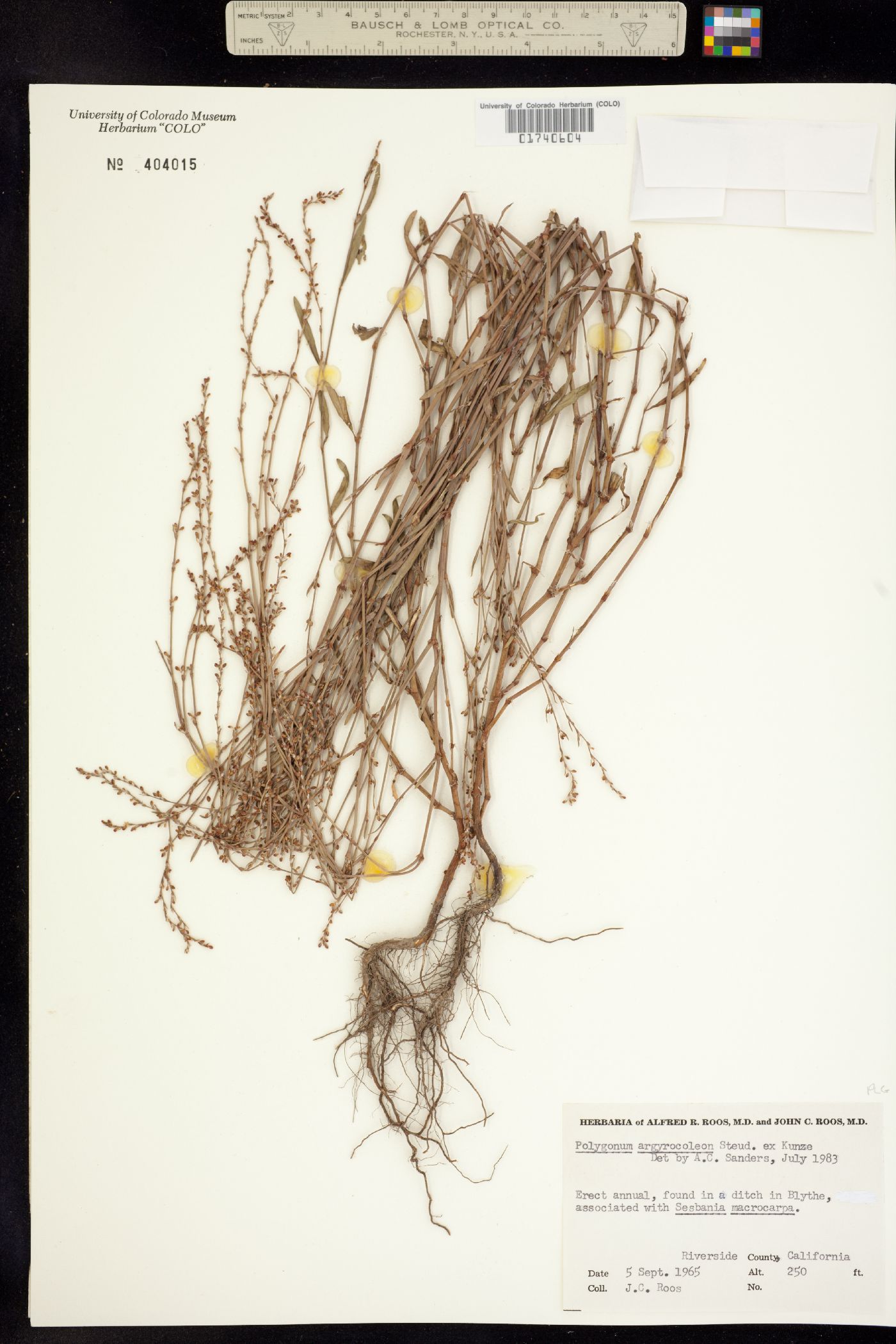 Polygonum argyrocoleon image