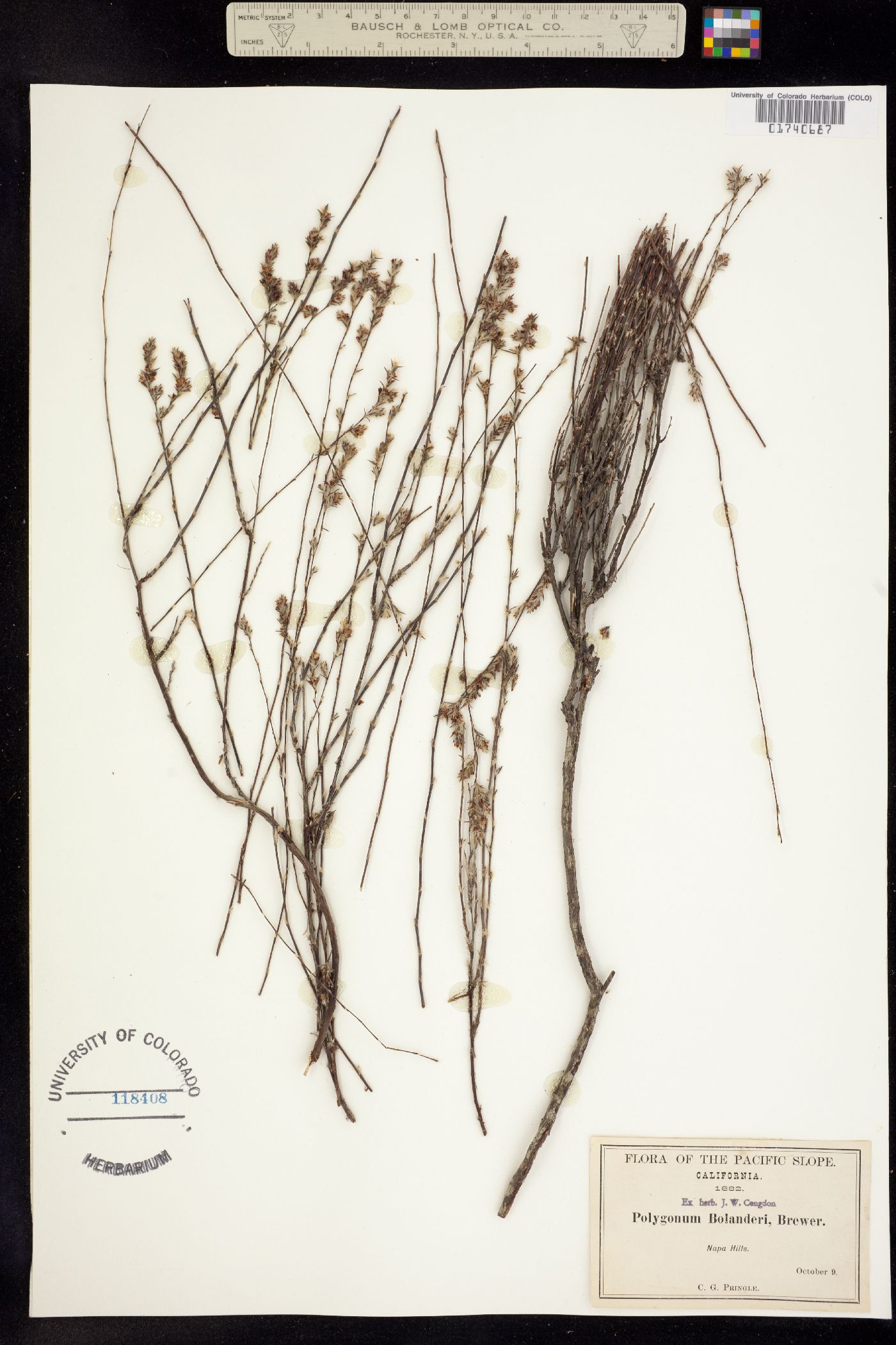 Polygonum bolanderi image