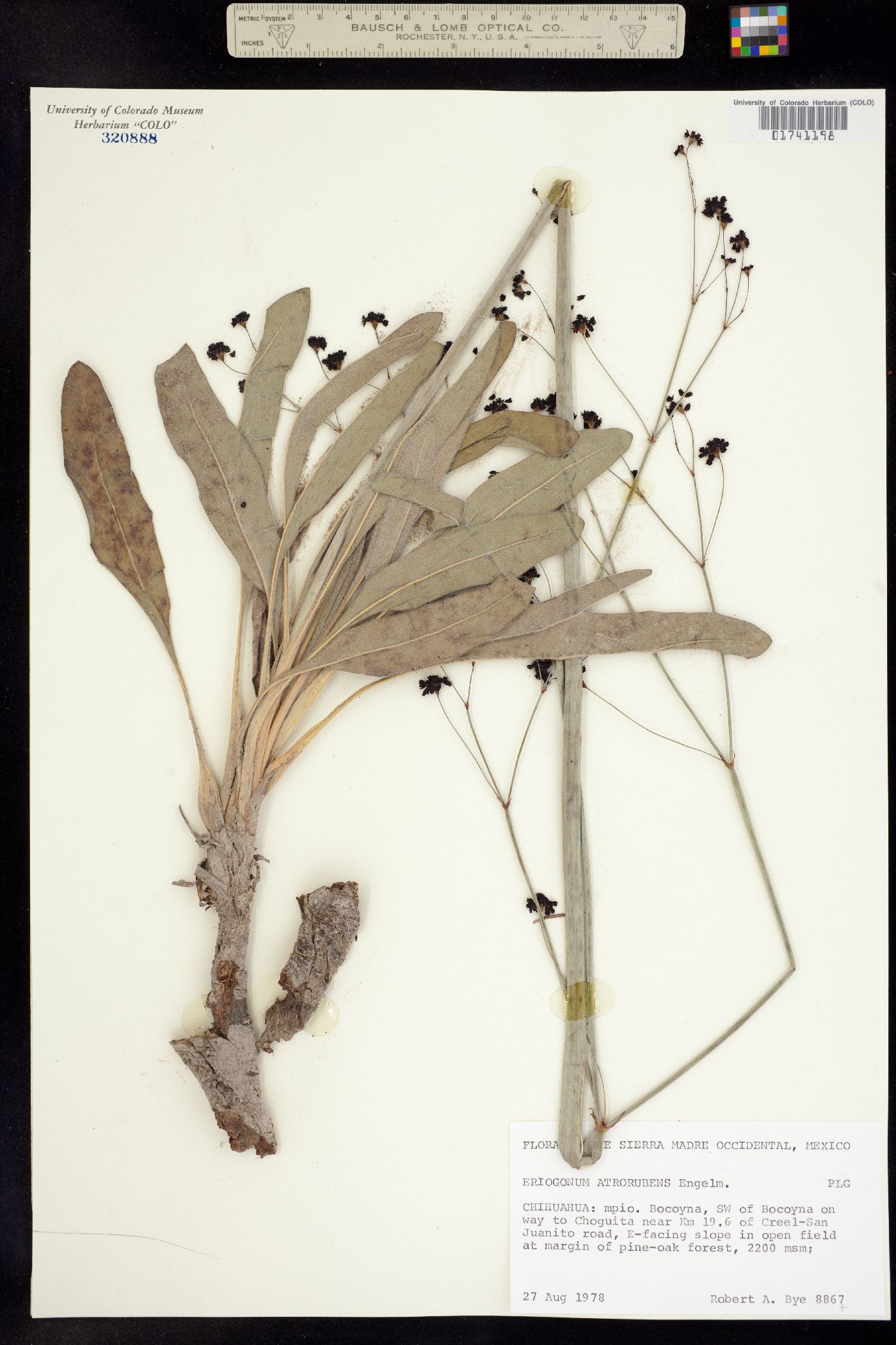 Eriogonum atrorubens image