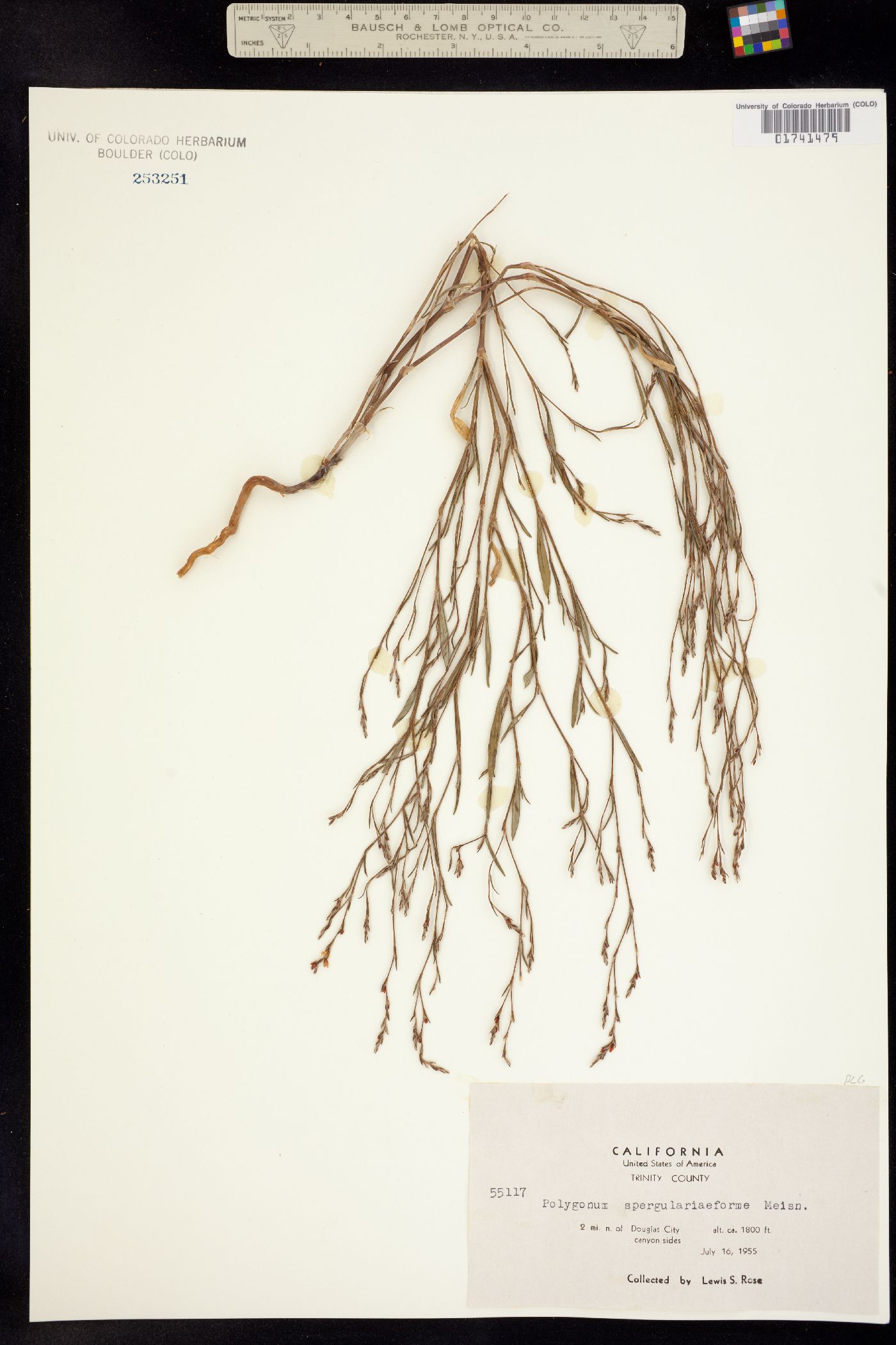 Polygonum spergulariiforme image