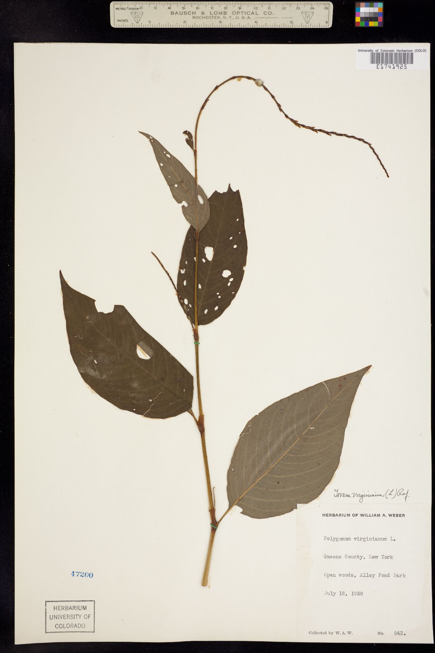 Persicaria virginiana image