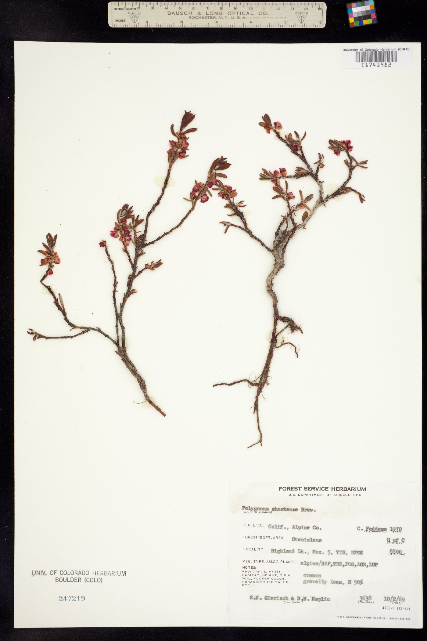 Polygonum shastense image
