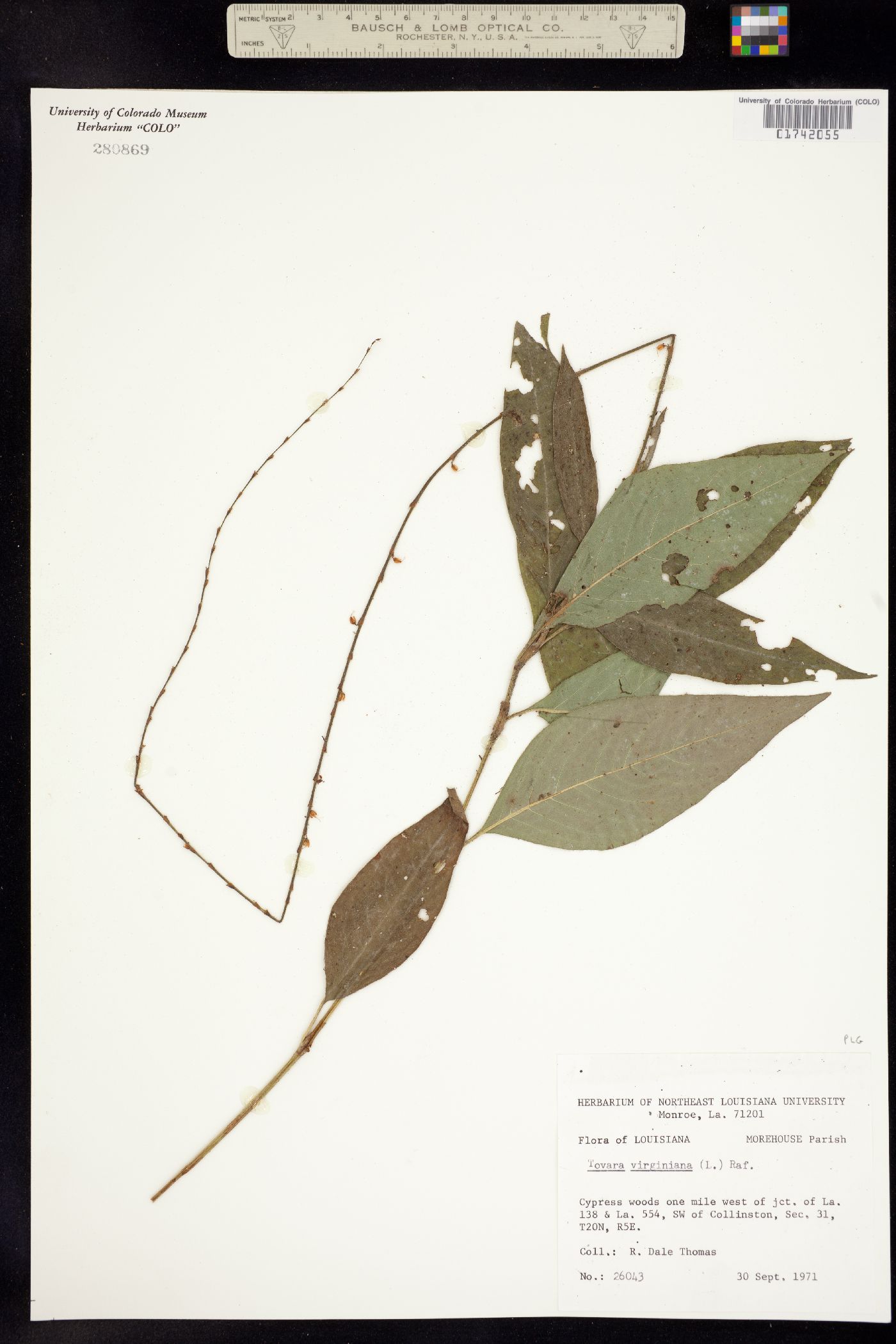 Persicaria virginiana image