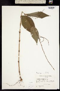 Image of Persicaria virginiana