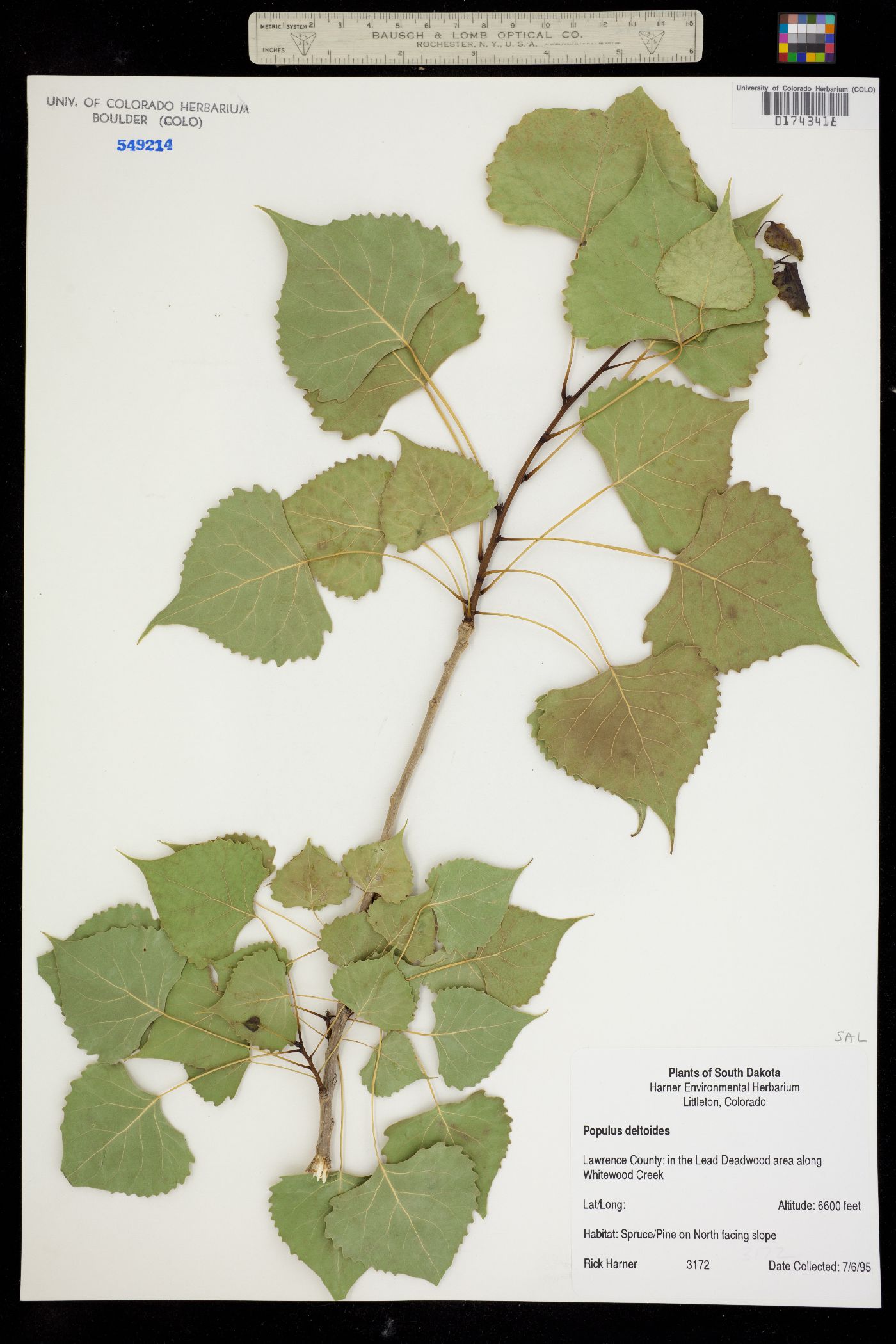 Populus deltoides ssp. deltoides image