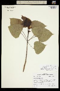 Populus deltoides ssp. deltoides image