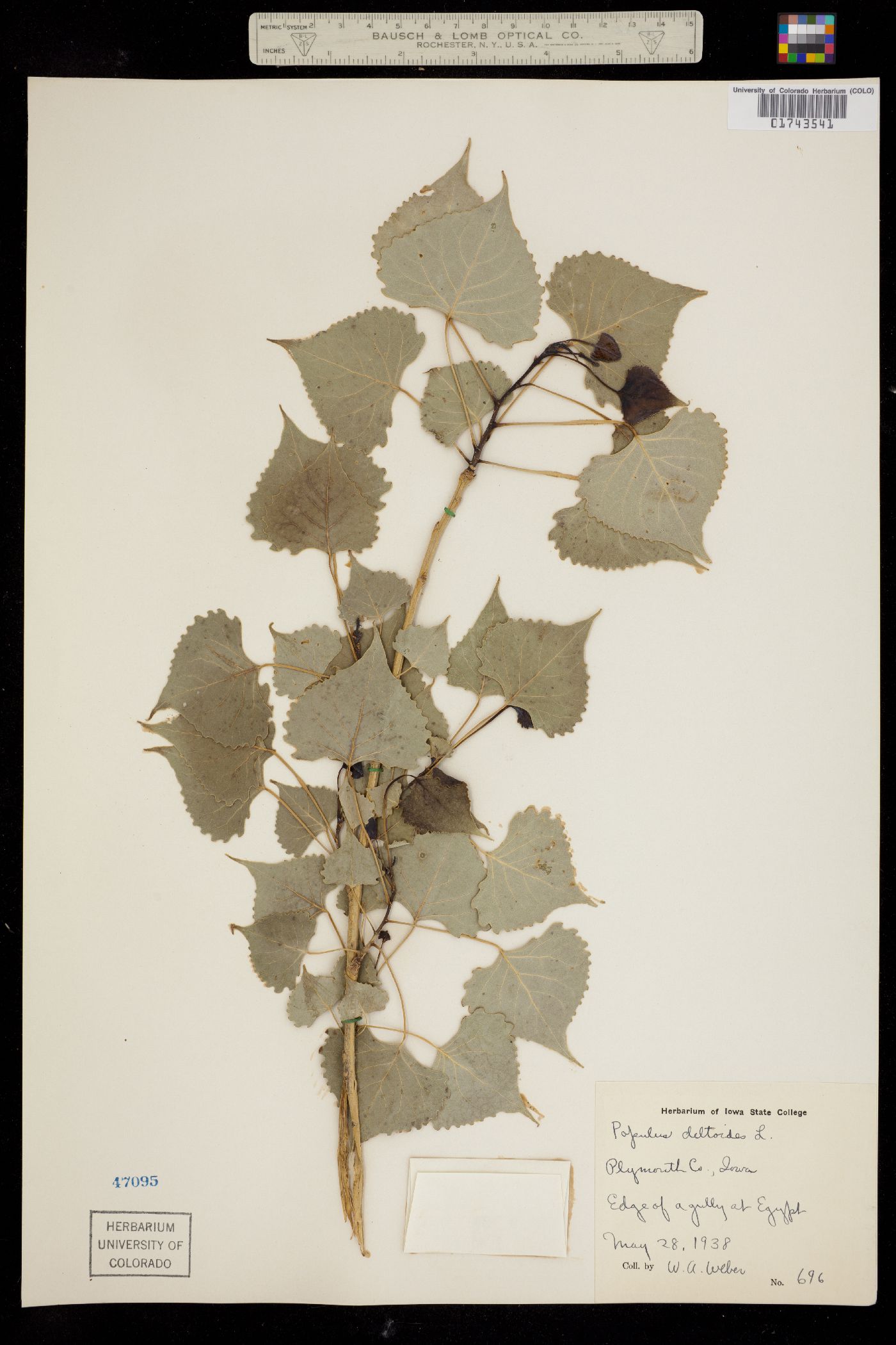 Salicaceae image