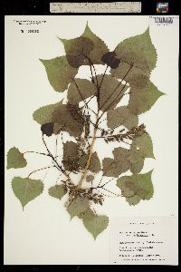 Populus deltoides ssp. occidentalis image