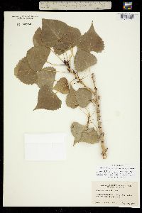 Populus deltoides ssp. monilifera image