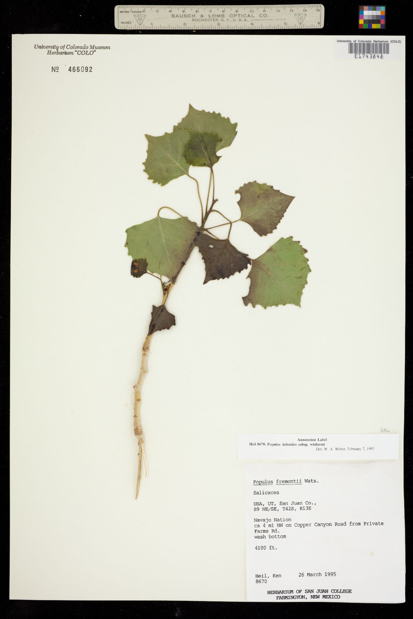 Populus deltoides ssp. wislizeni image