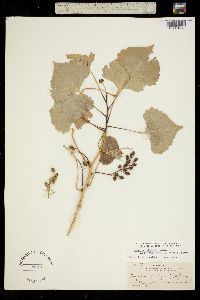 Populus deltoides subsp. wislizeni image