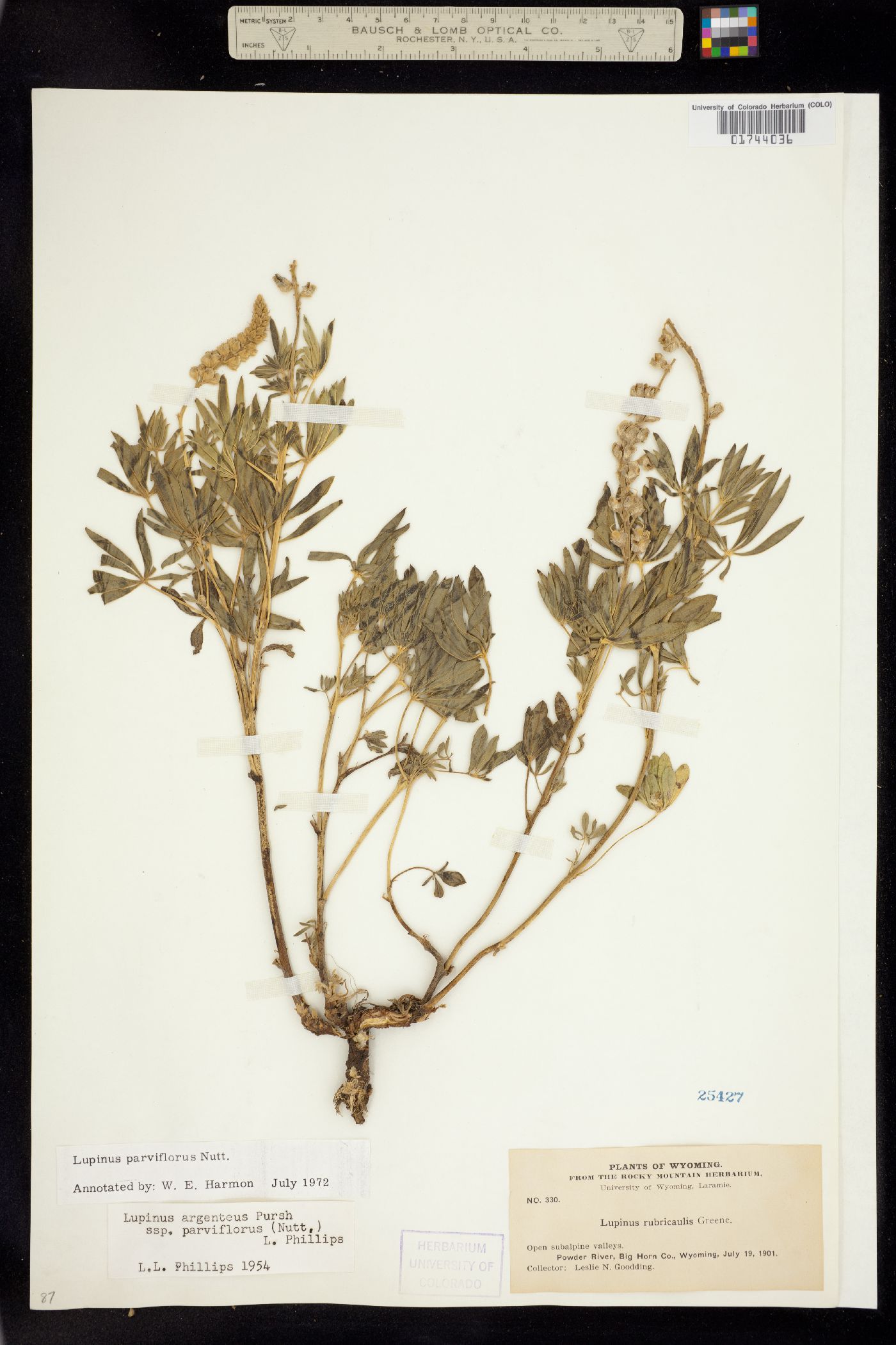 Lupinus parviflorus image