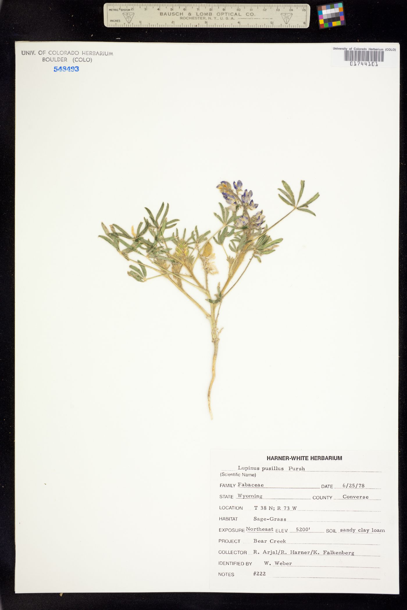 Lupinus pusillus image