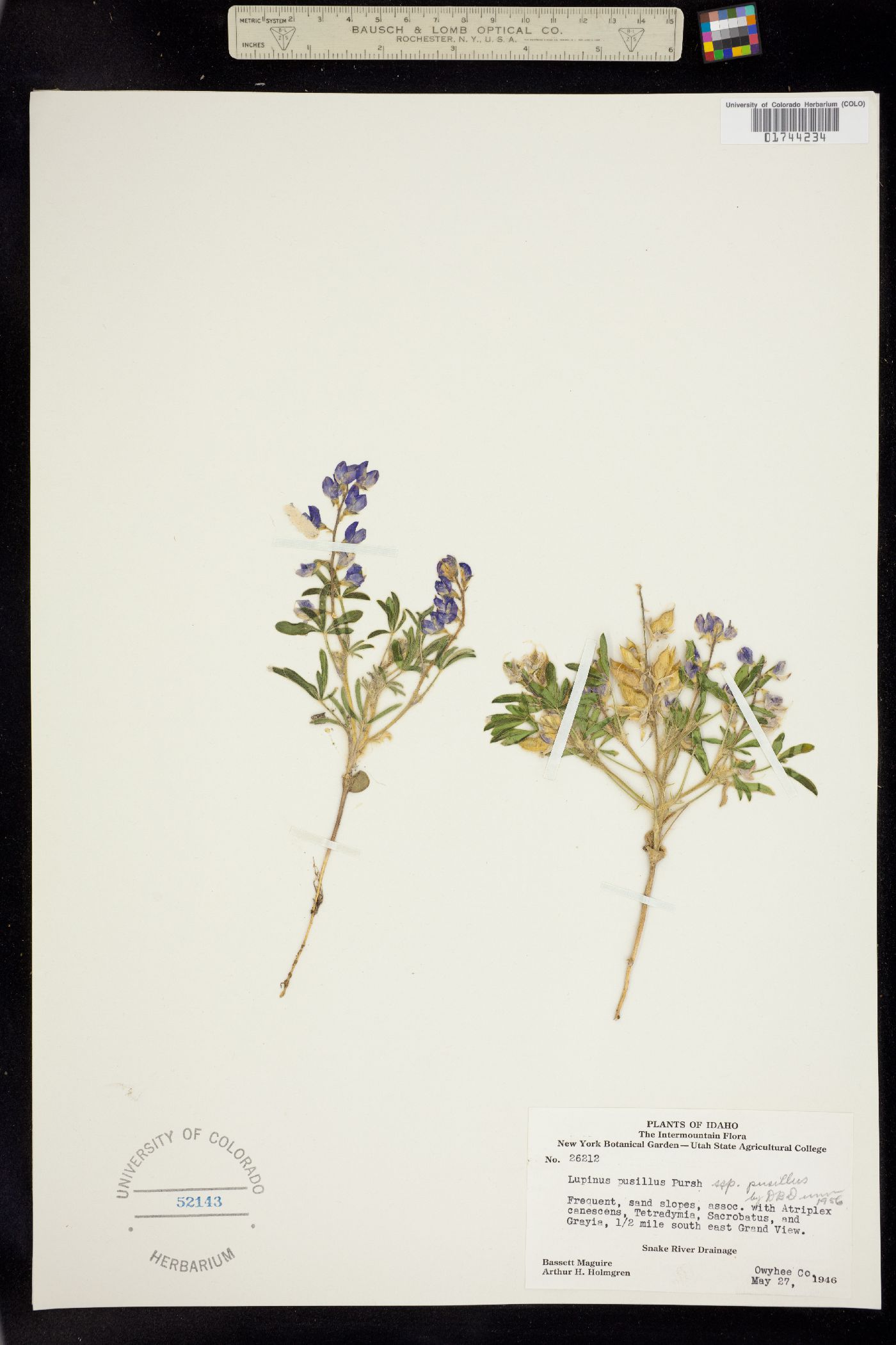 Lupinus pusillus ssp. pusillus image