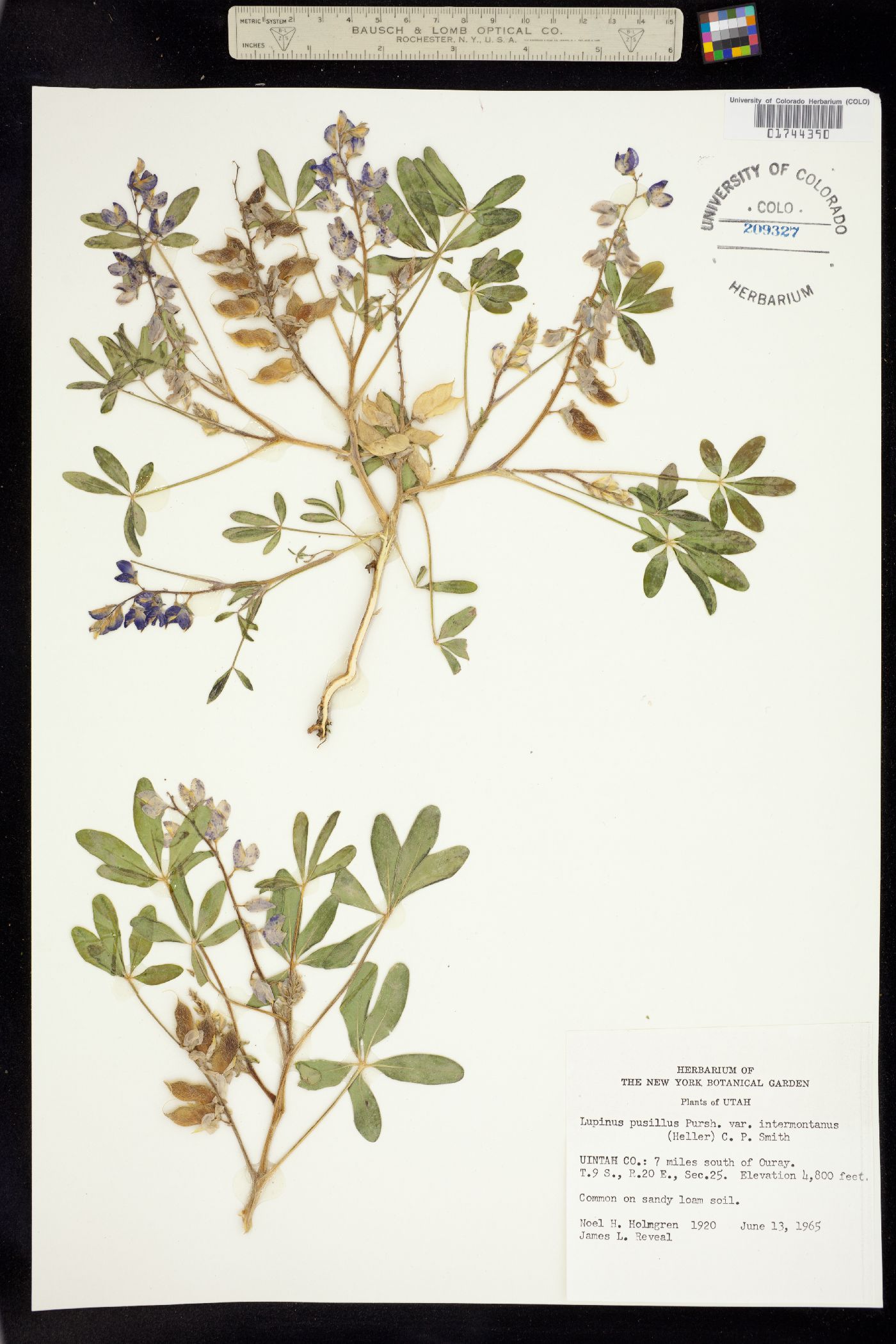 Lupinus pusillus image