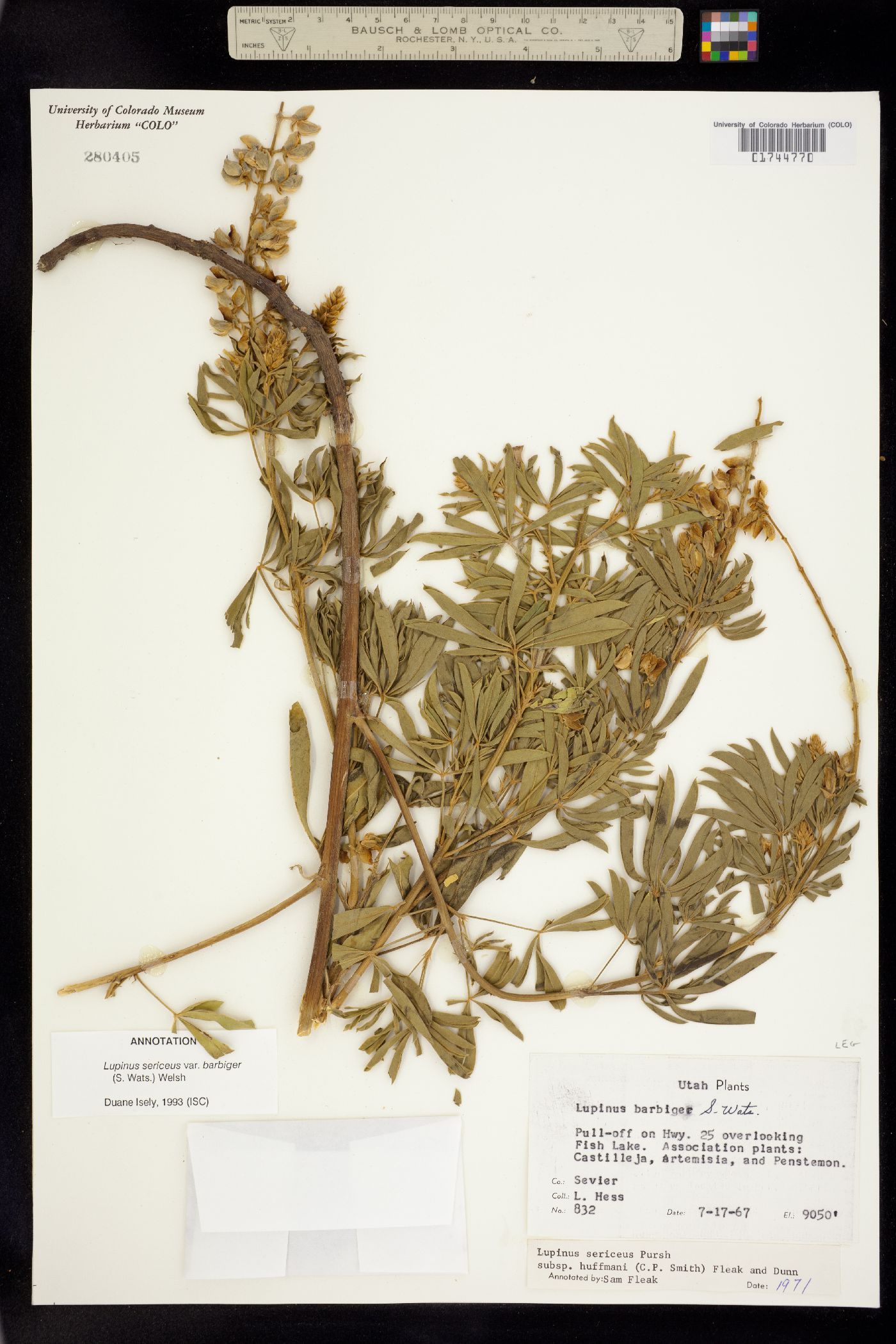 Lupinus sericeus image