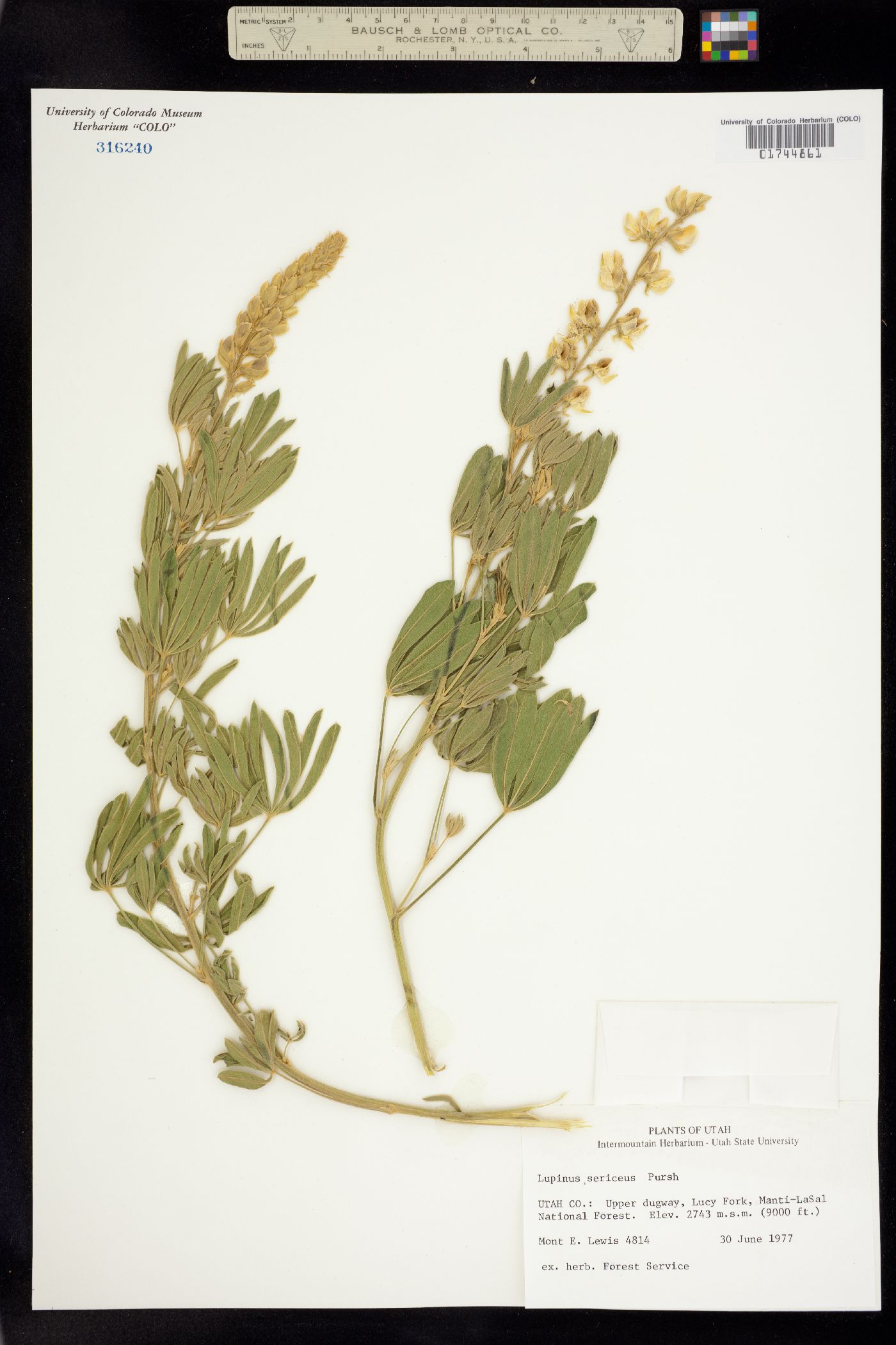 Lupinus sericeus image