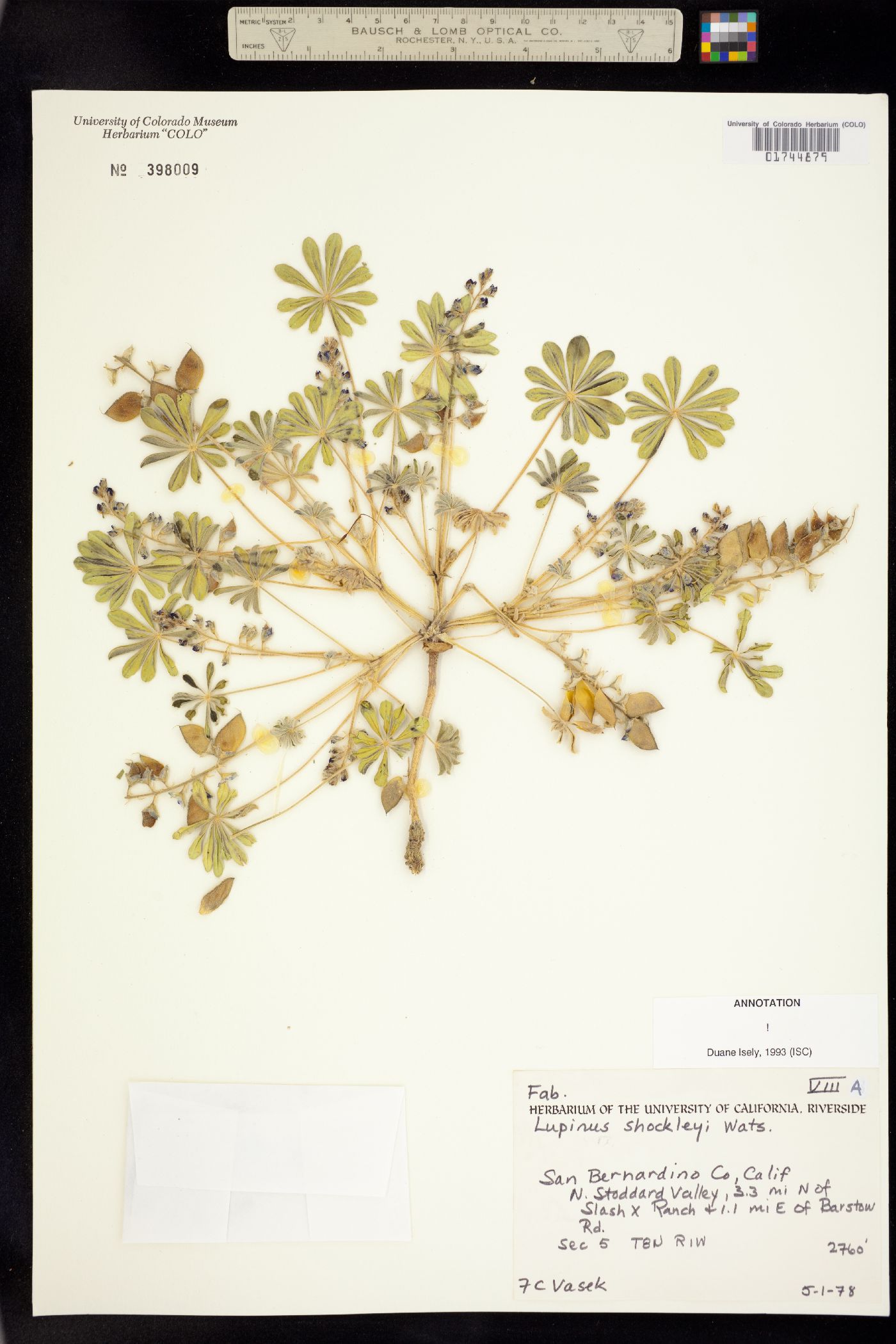 Lupinus shockleyi image