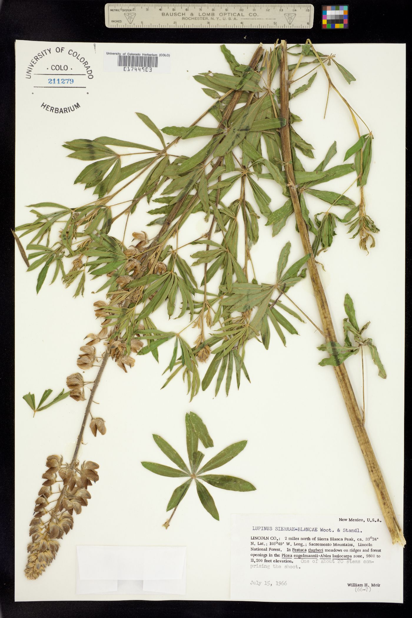 Lupinus sierrae-blancae image