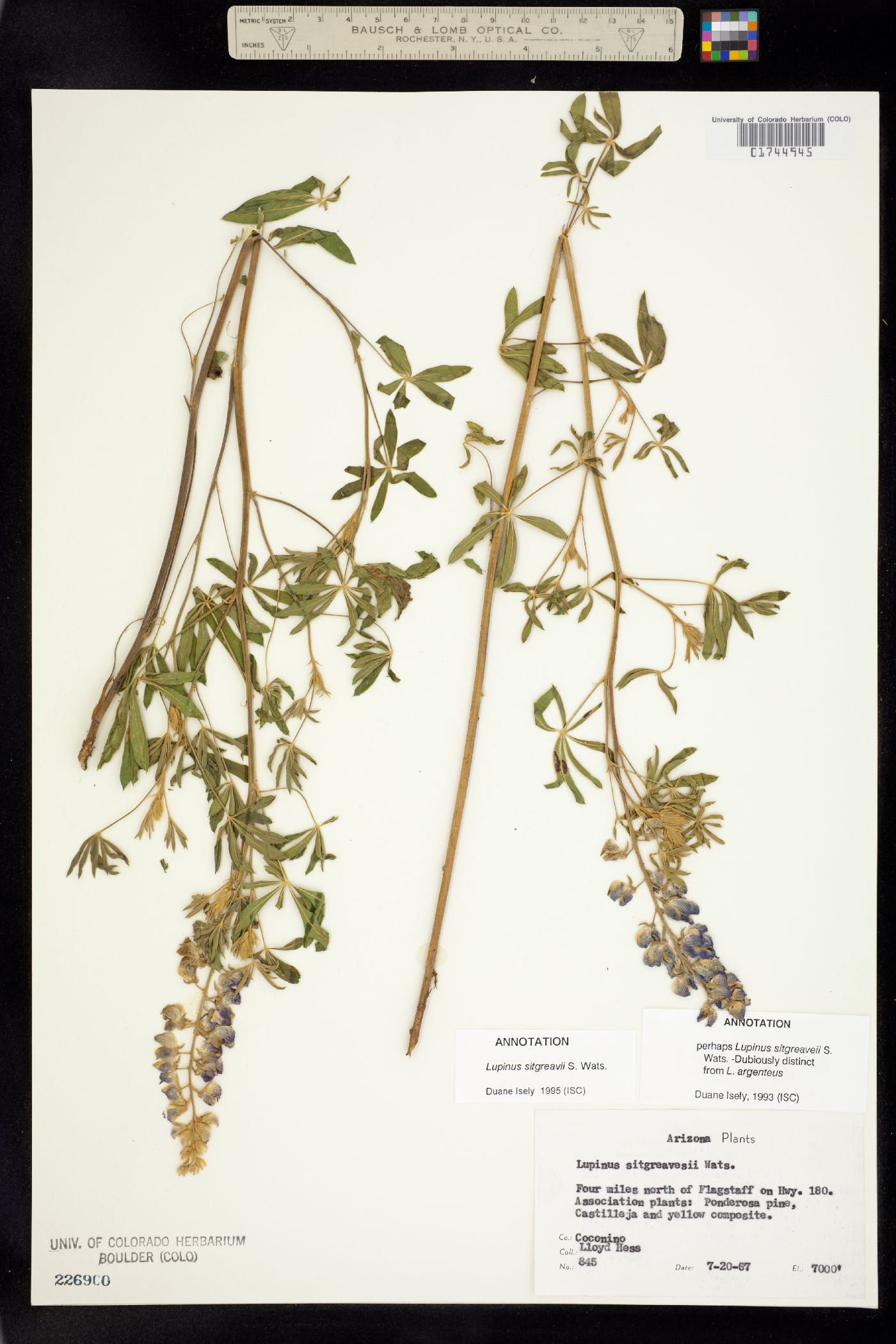 Lupinus argenteus var. argenteus image