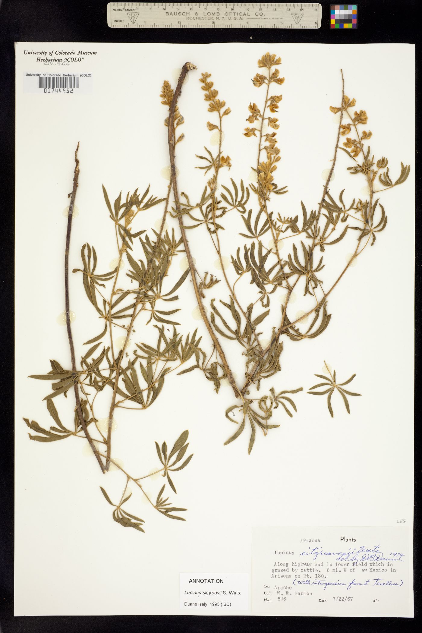 Lupinus argenteus var. argenteus image
