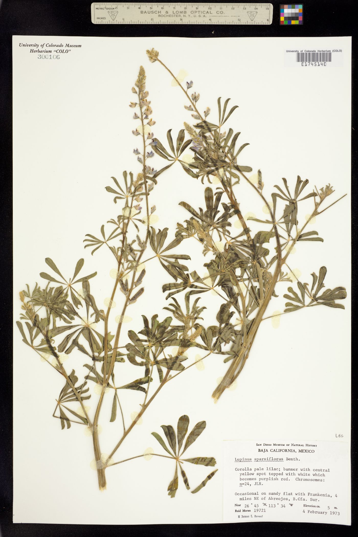 Lupinus sparsiflorus image